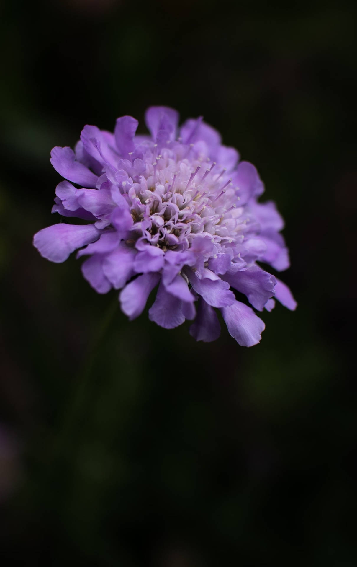 Scabiosa Pincushion Purple Flower Iphone Background