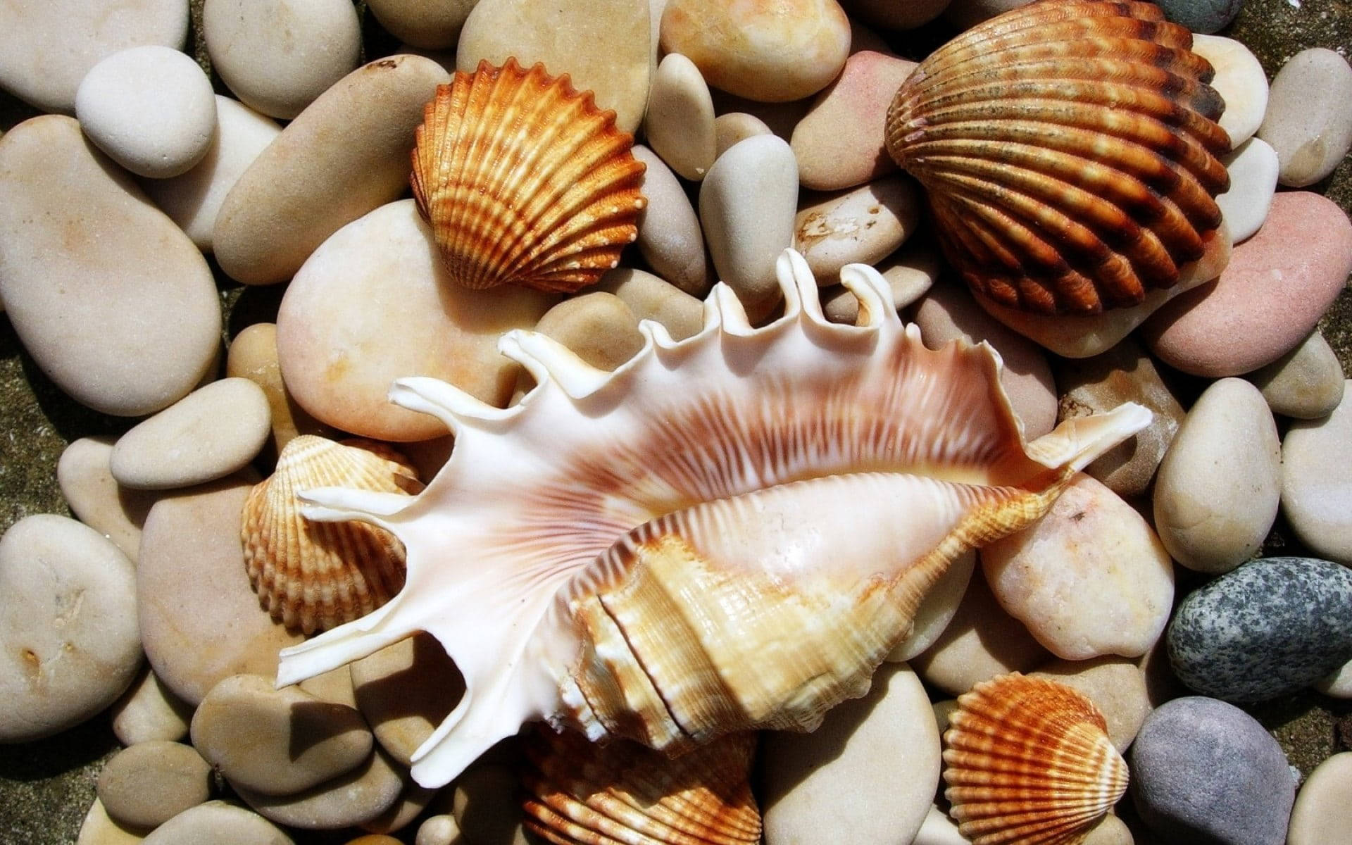 Scallops And Conch Shells On Pebbles Background