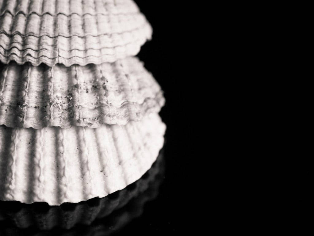 Scallops Black And White Aesthetic Background