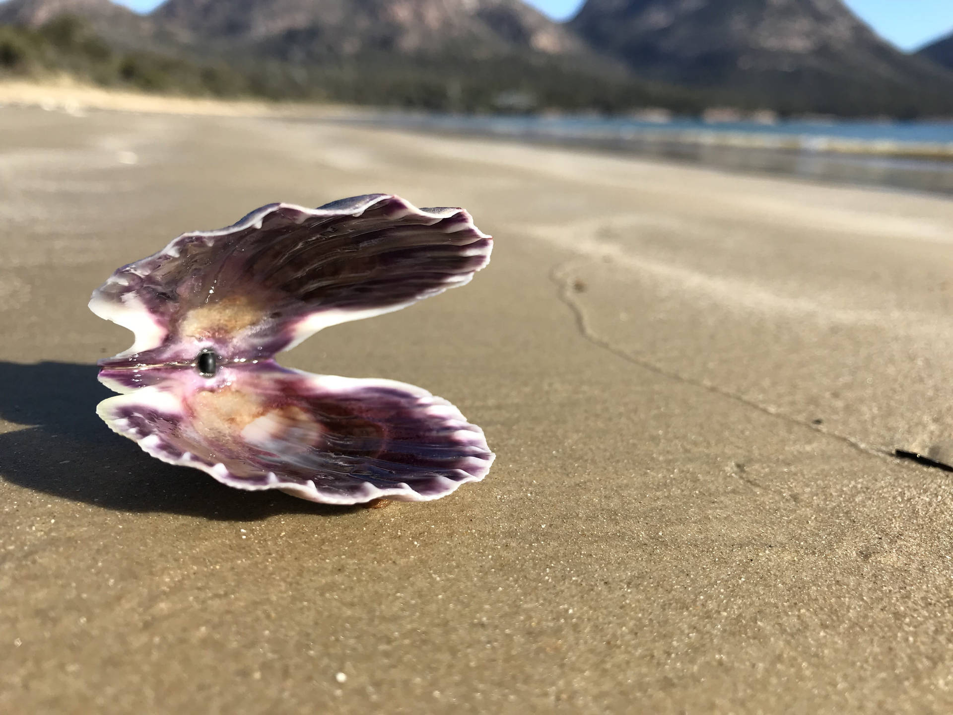 Scallops Open Shell On Beach Background