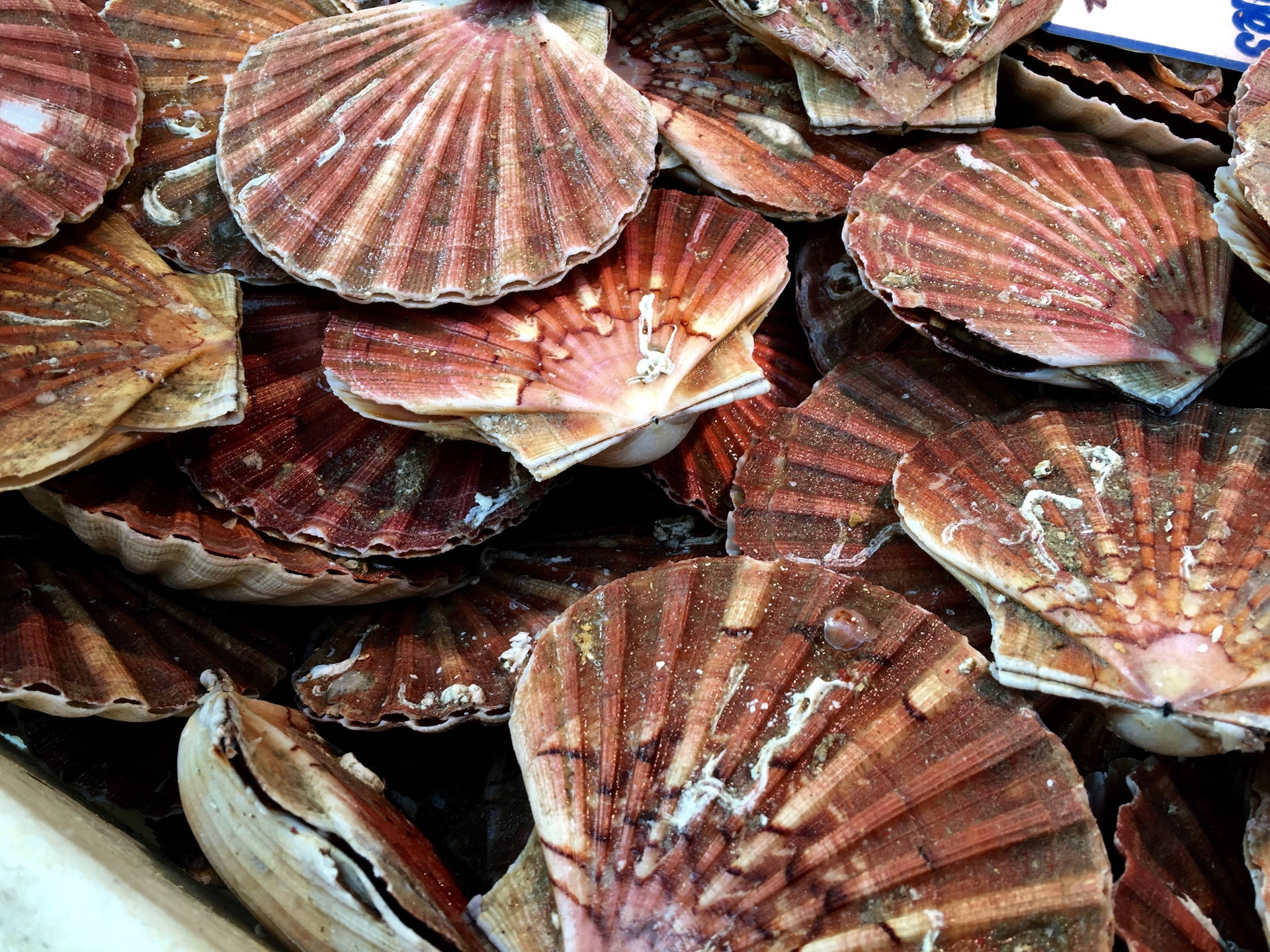 Scallops Pile Of Brown Shells Background