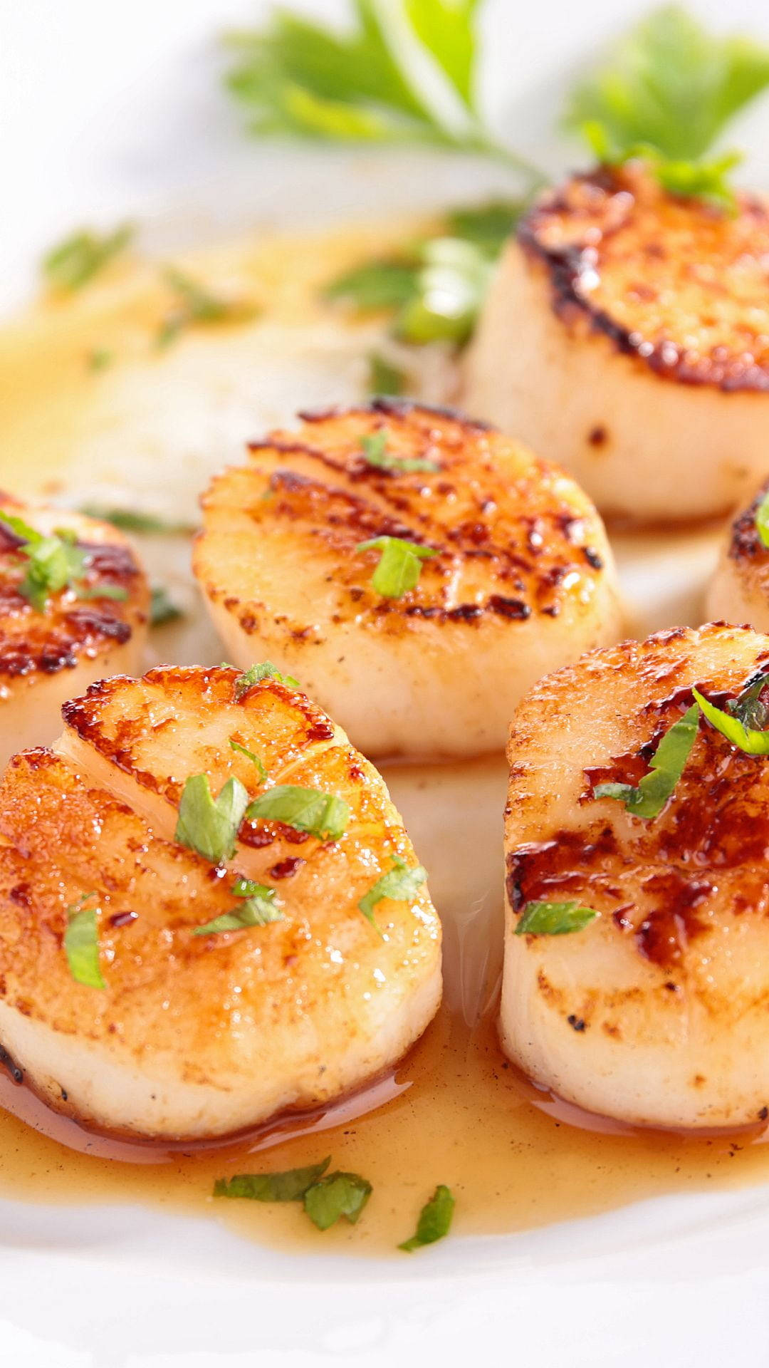 Scallops Seared With Herbs On Plate Background