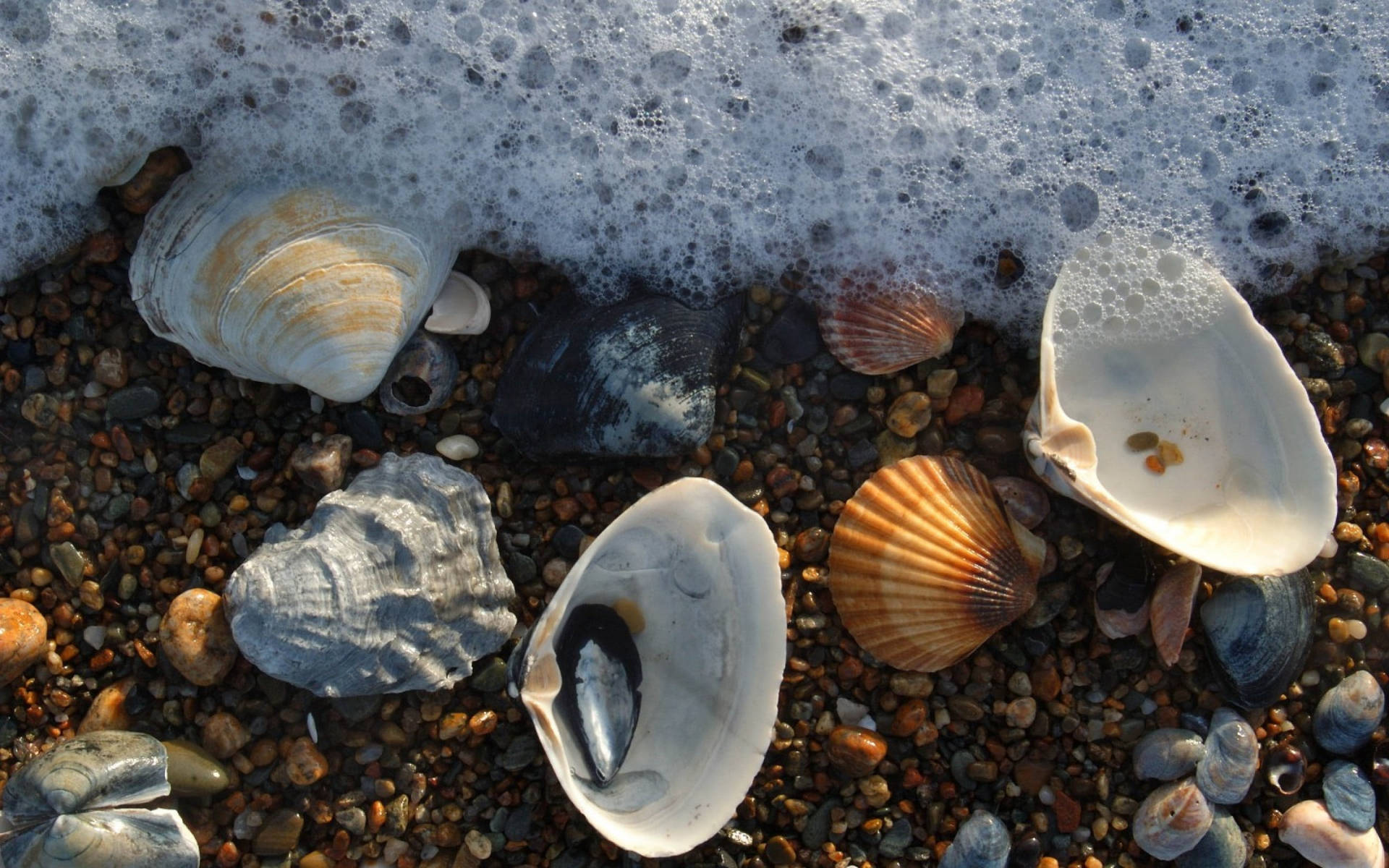 Scallops Shell And Mussels On Shore Background