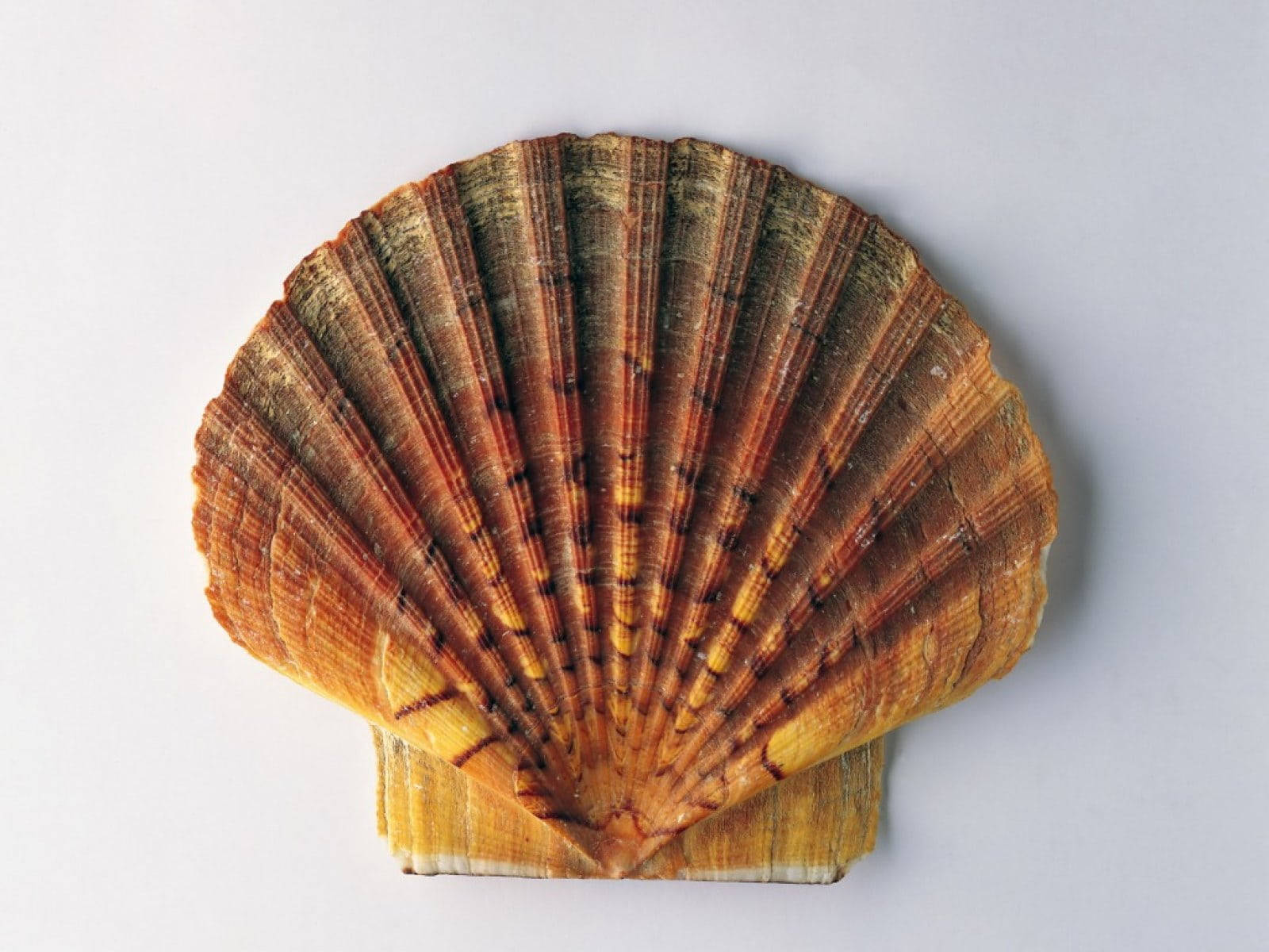 Scallops Shell Brown On White Background