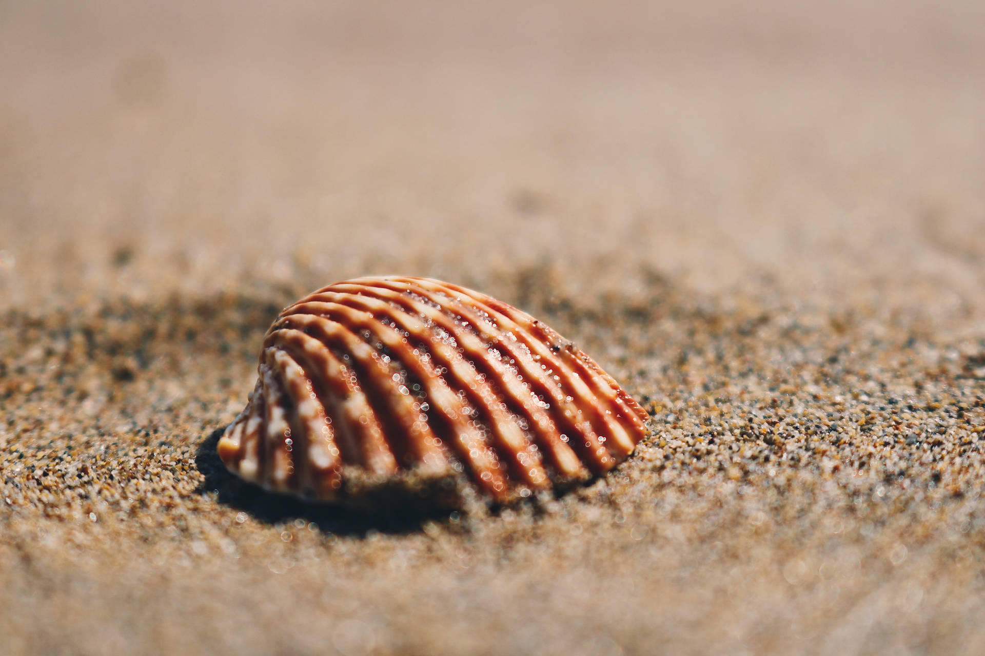 Scallops Shell On Sand Background