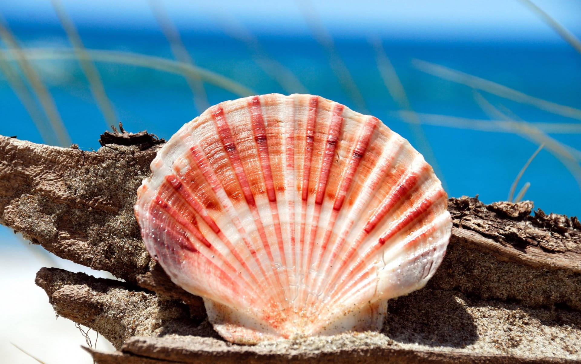 Scallops Shell Pink Aesthetic On Driftwood Background