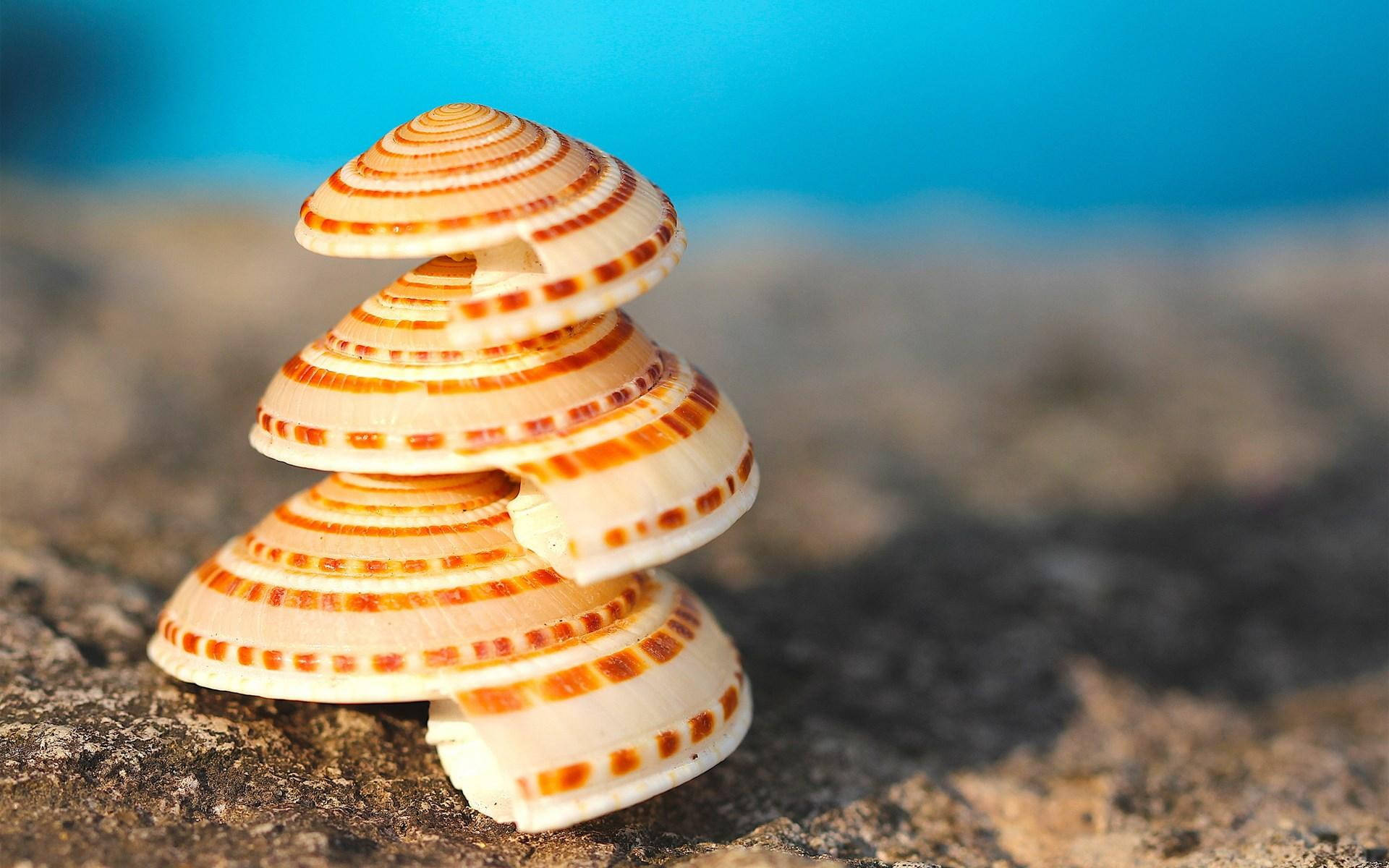 Scallops Shell Stack On Ground Background