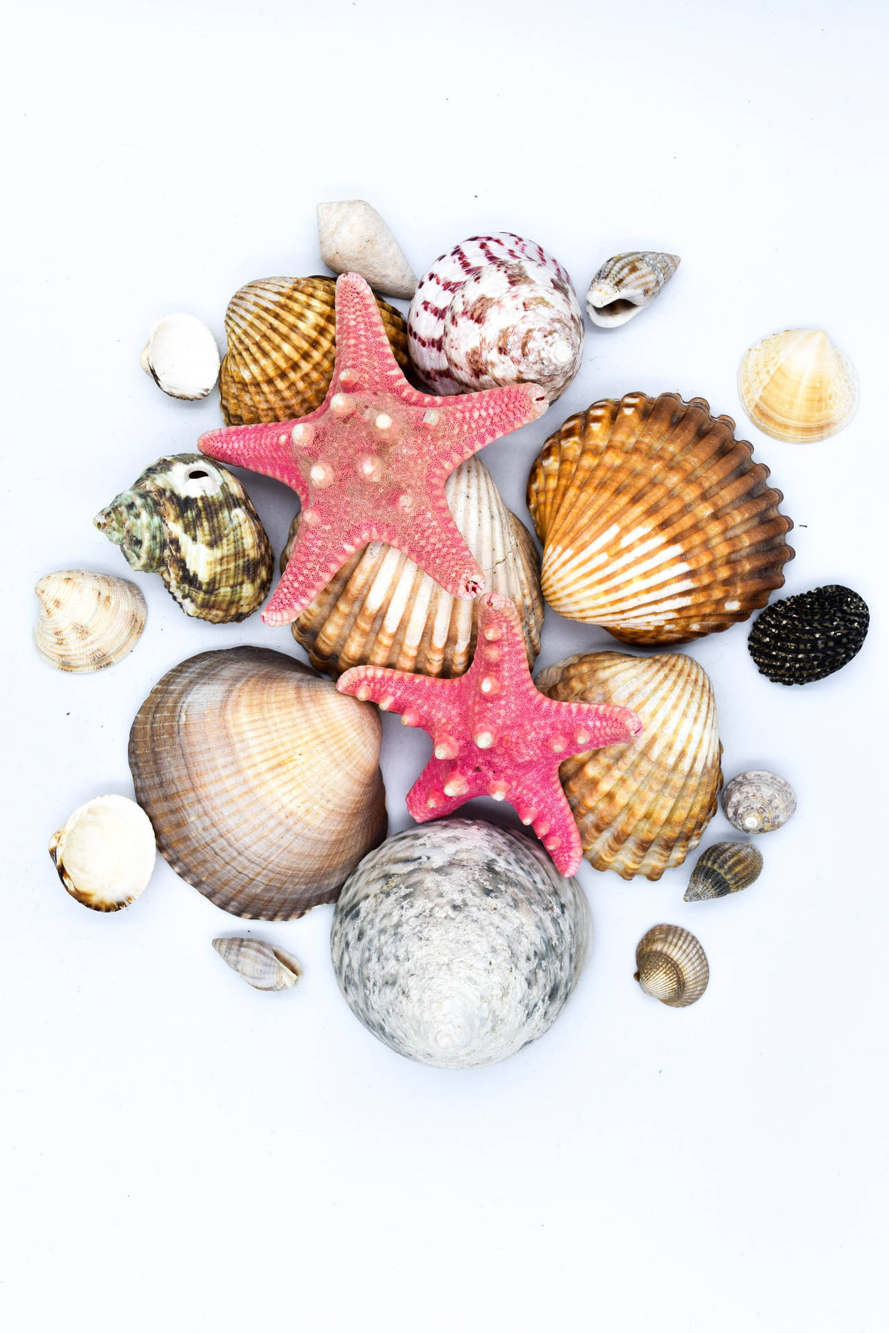 Scallops Shells Mussels Starfish