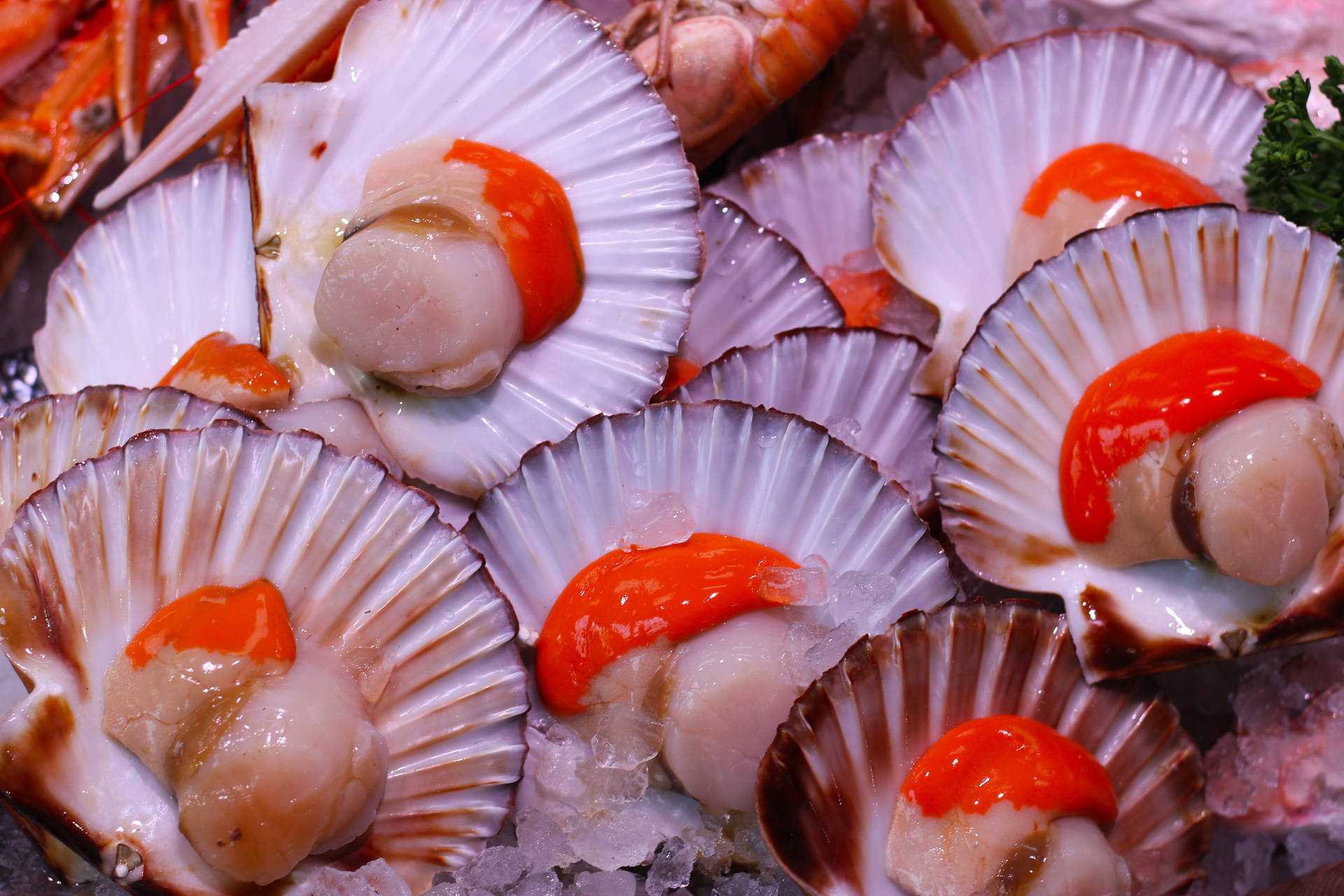 Scallops Shells With Coral Background