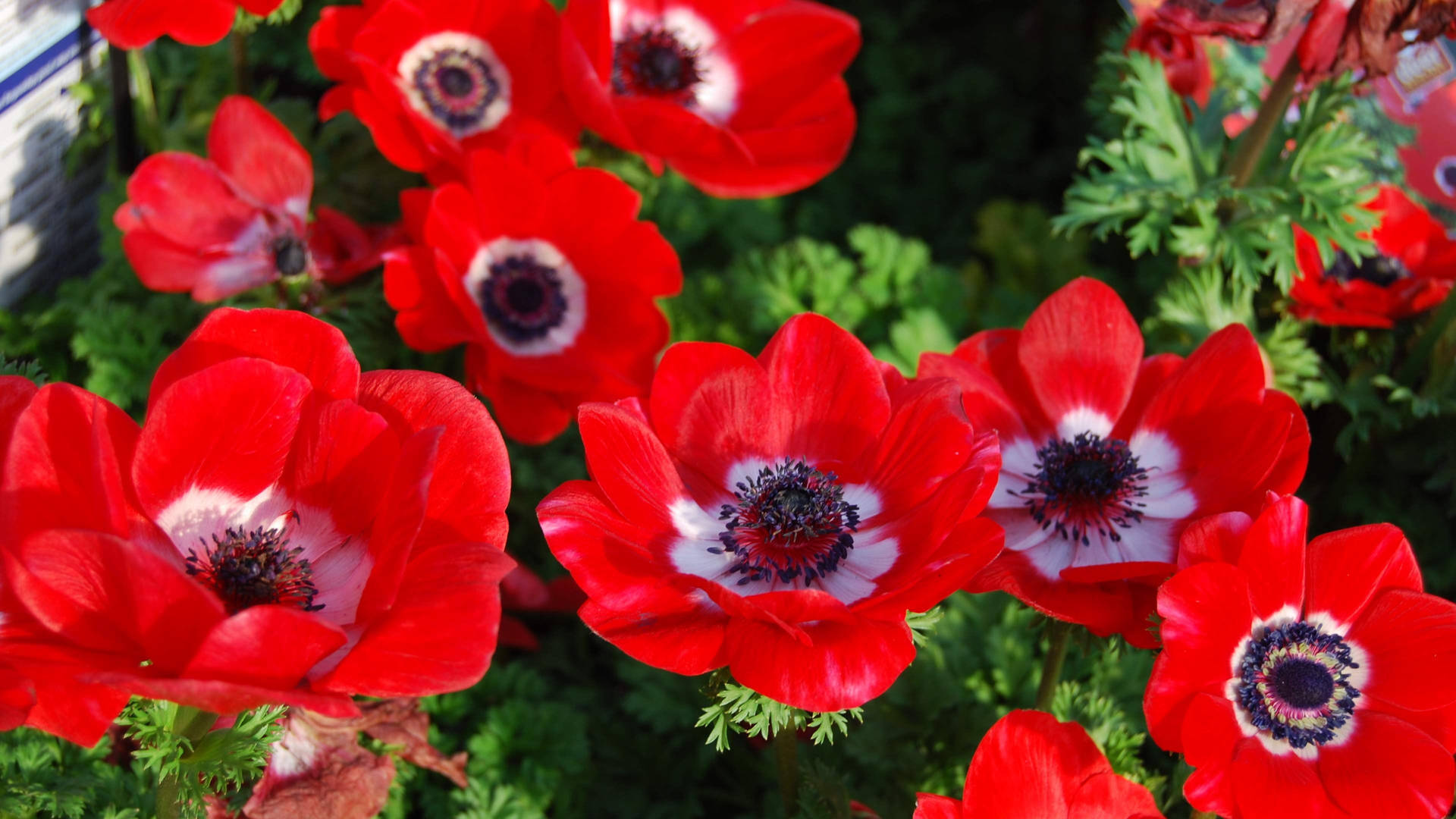 Scarlet Red Anemone Flowers