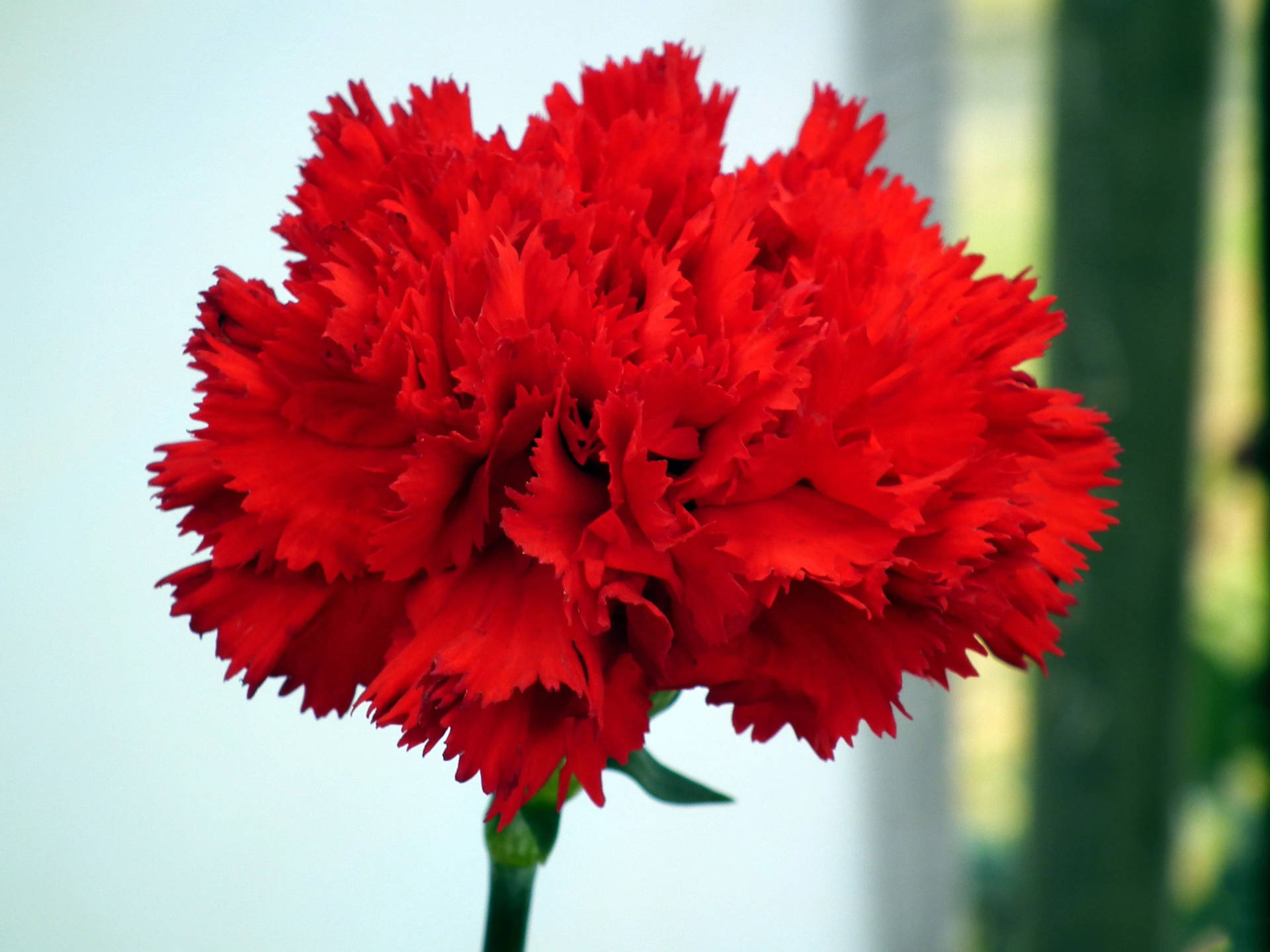 Scarlet Red Carnation