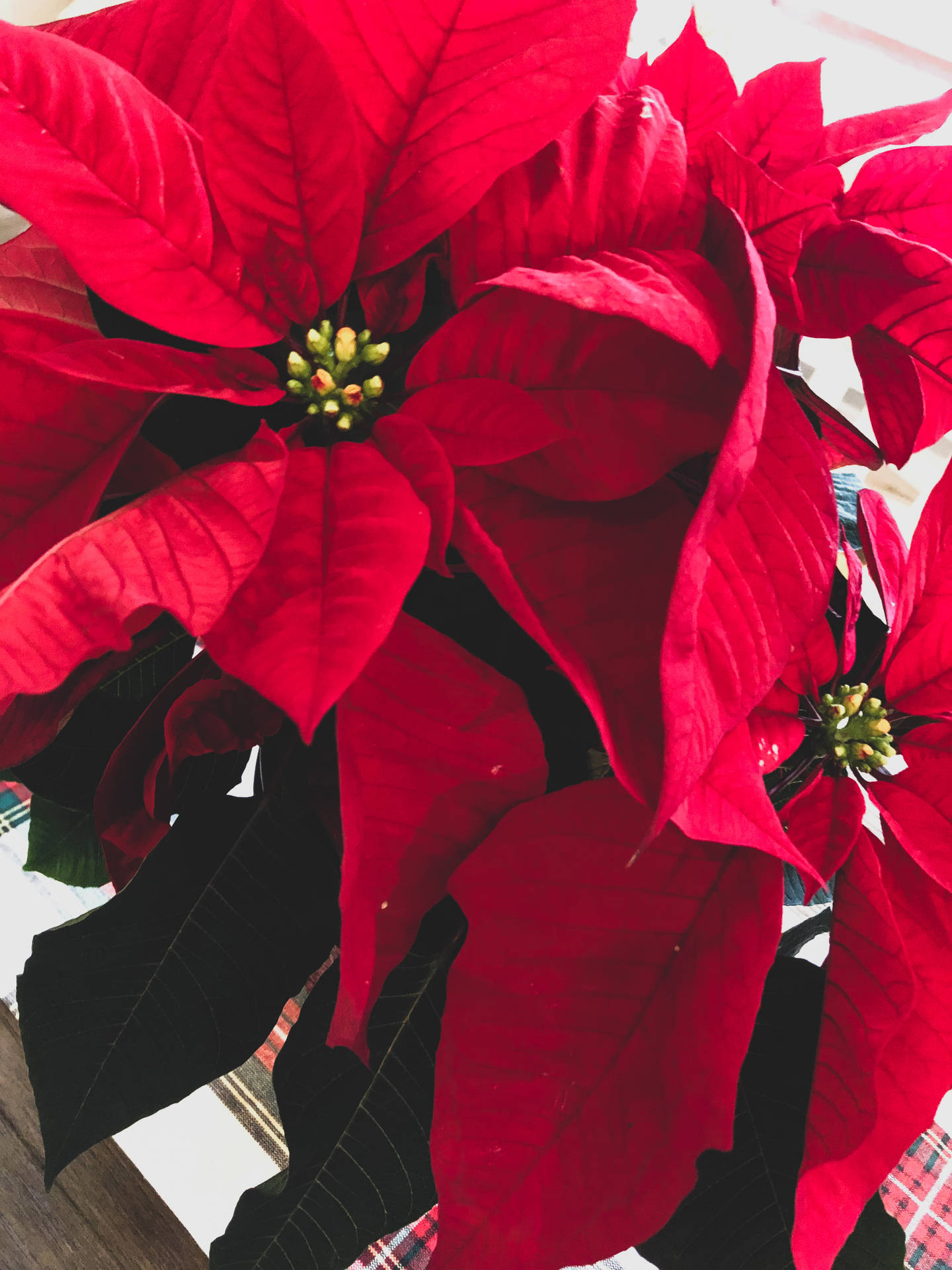 Scarlet Red Poinsettia Background