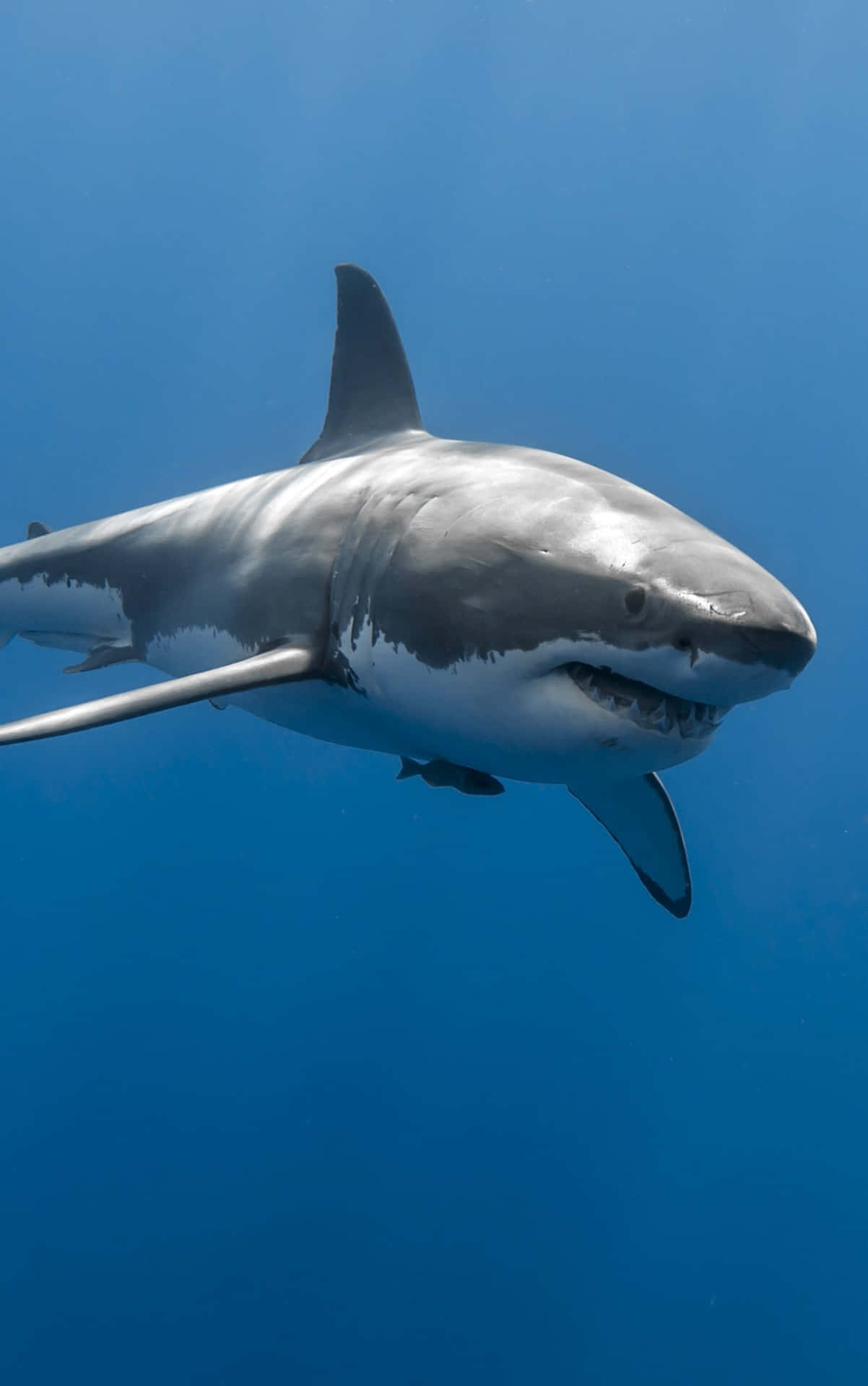 Scary Great White Shark Background