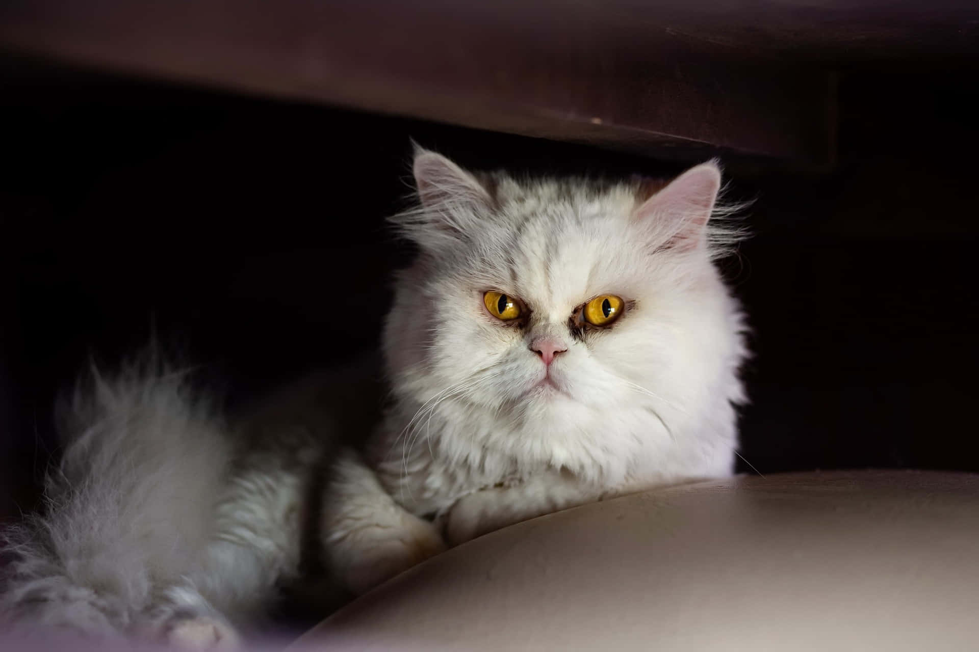 Scary Grumpy Cat Background