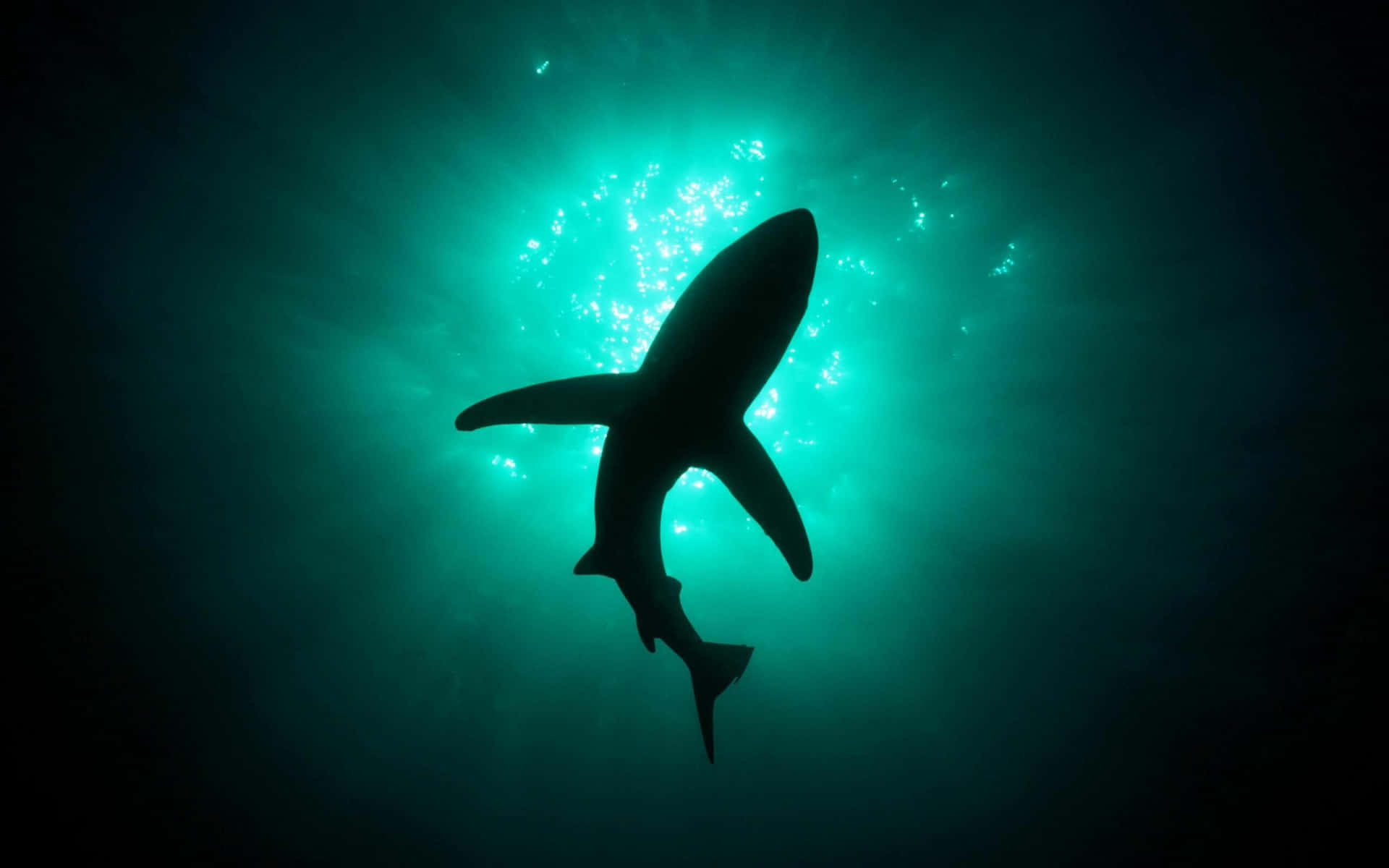 Scary Shark Green Waters Background