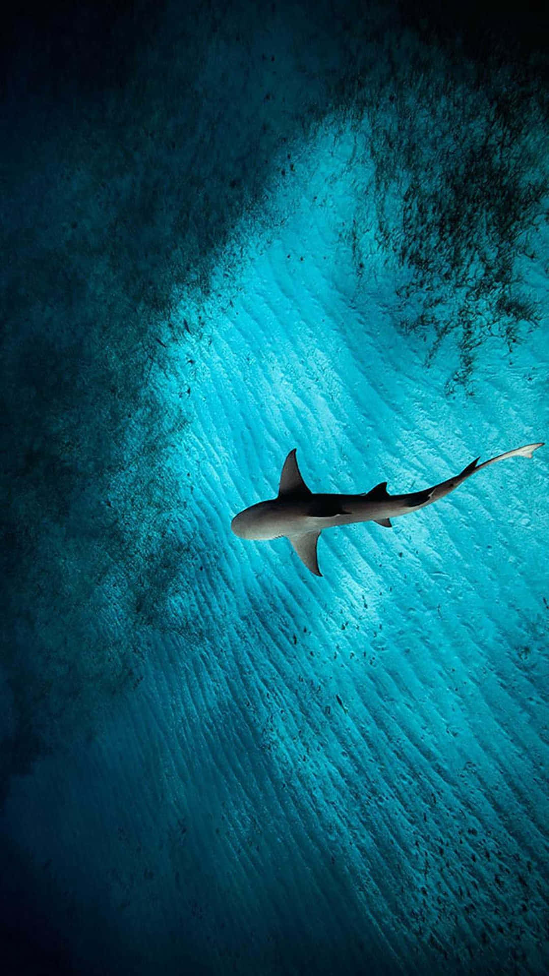 Scary Shark Lurking Beneath The Water Background