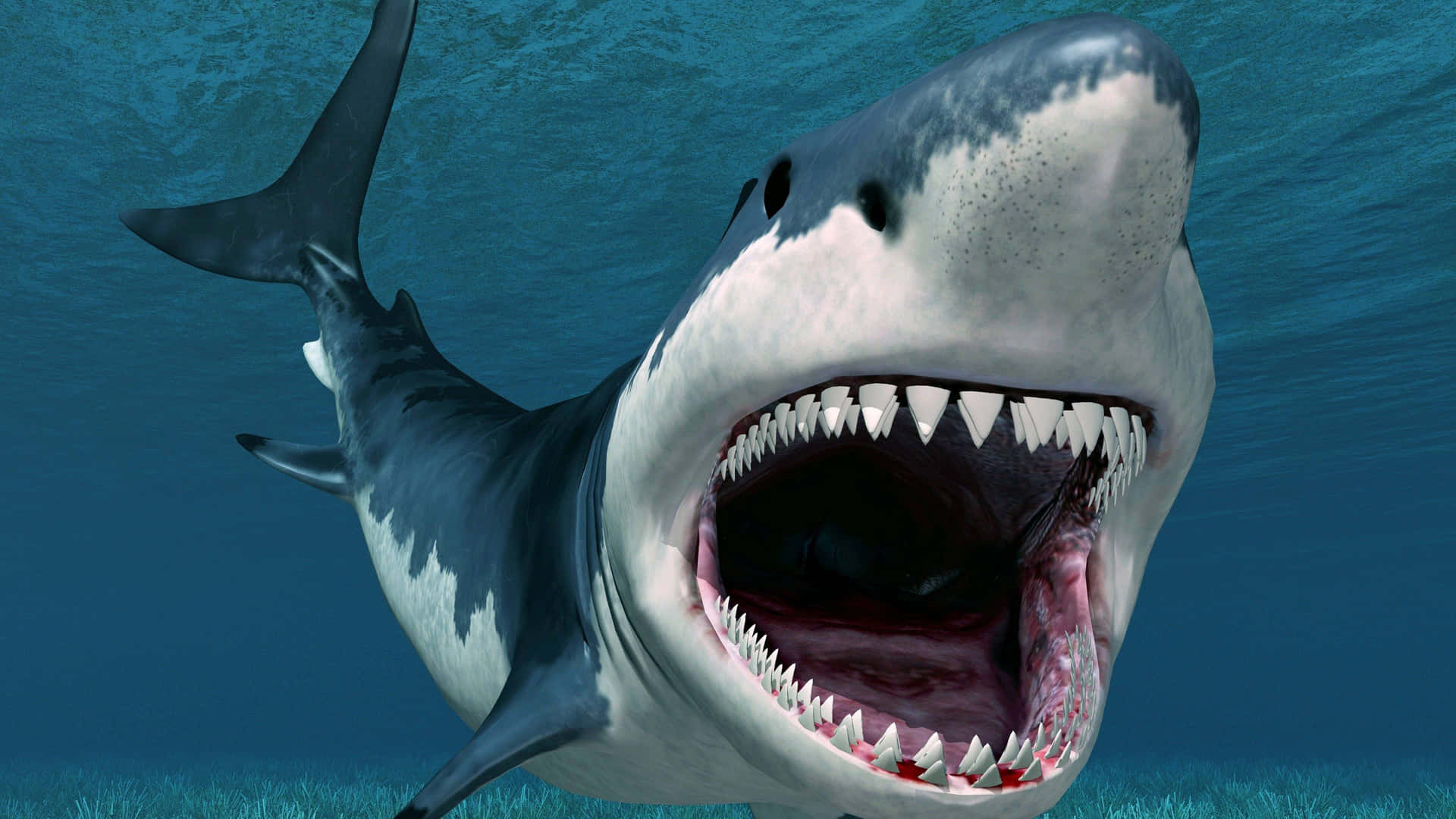 Scary Shark Open Mouth Background