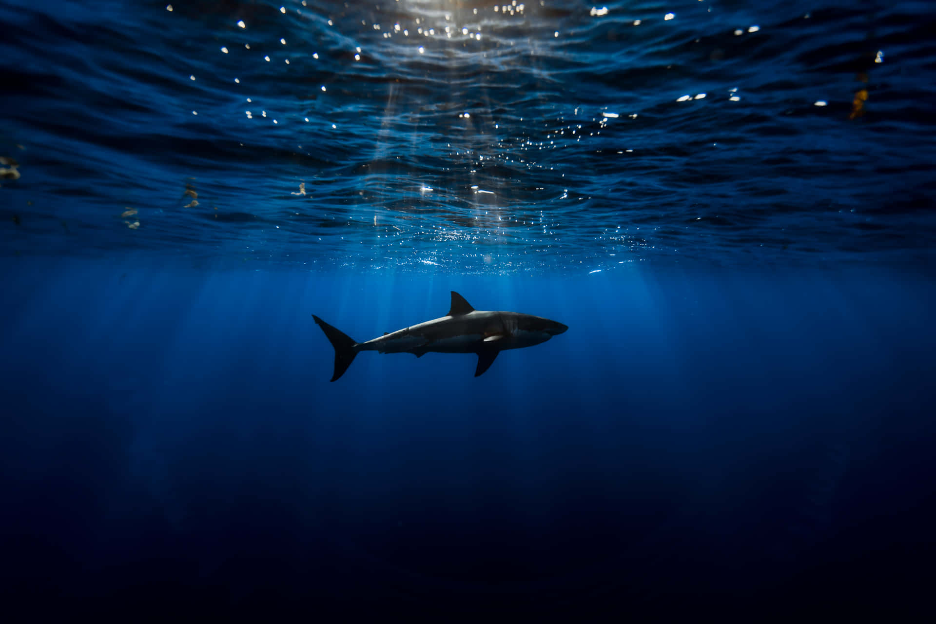 Scary Shark Swimming Underwater Background