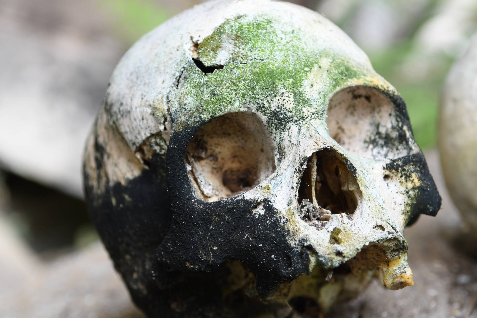 Scary Skull Decaying With Moss