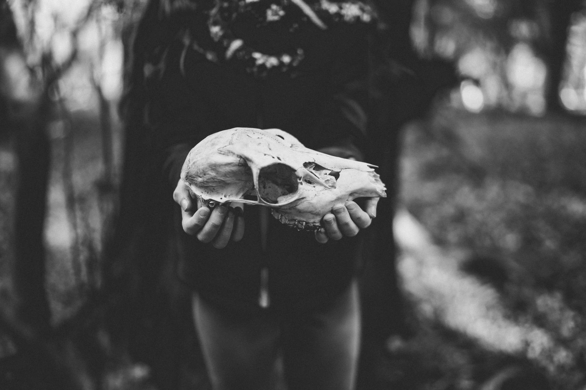 Scary Skulls Of Animal Held By Child Background