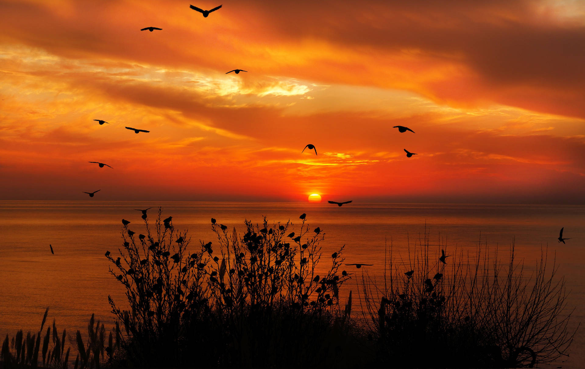 Scattered Birds Flying During Sunset Background