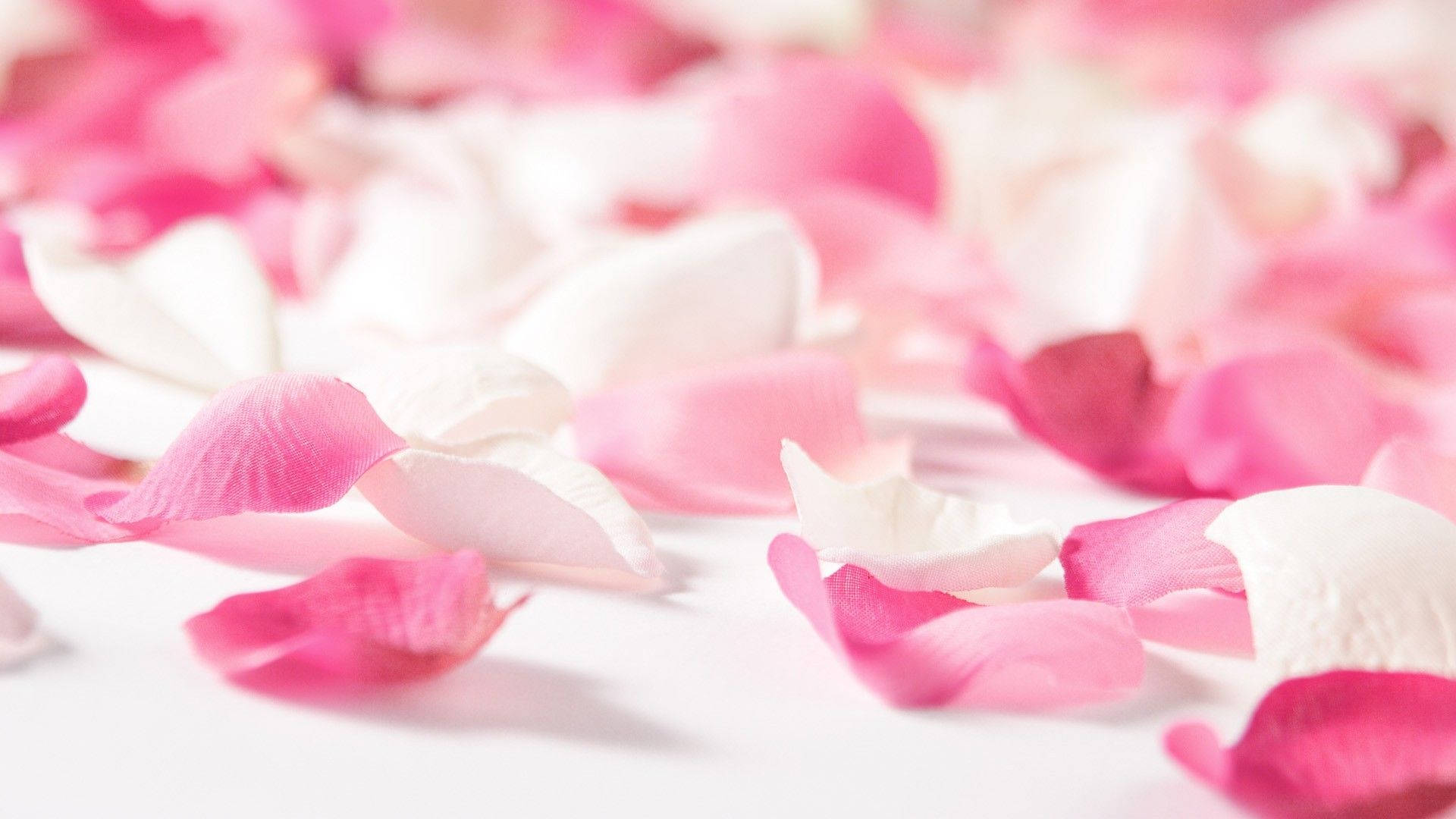 Scattered Cute Pink Flower Petals Background