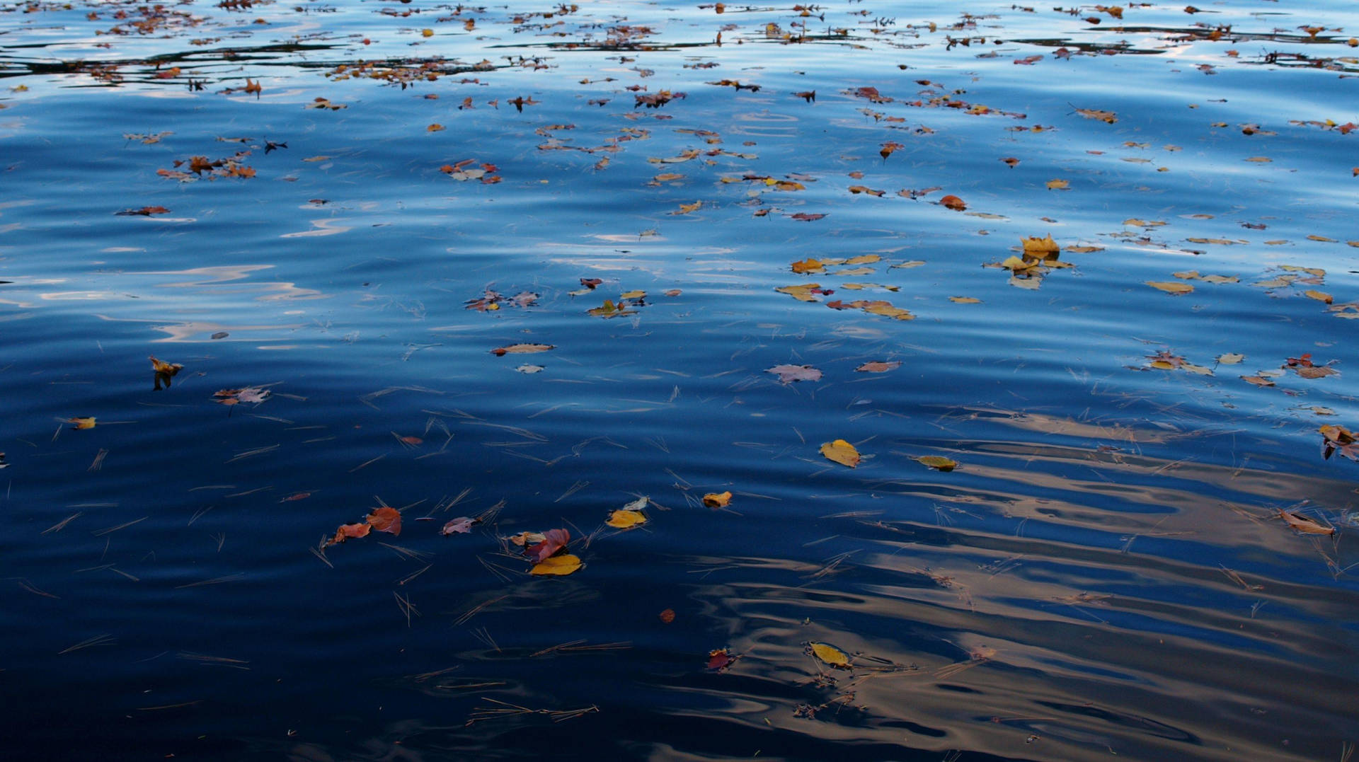 Scattered Leaves On Rippling Water Background