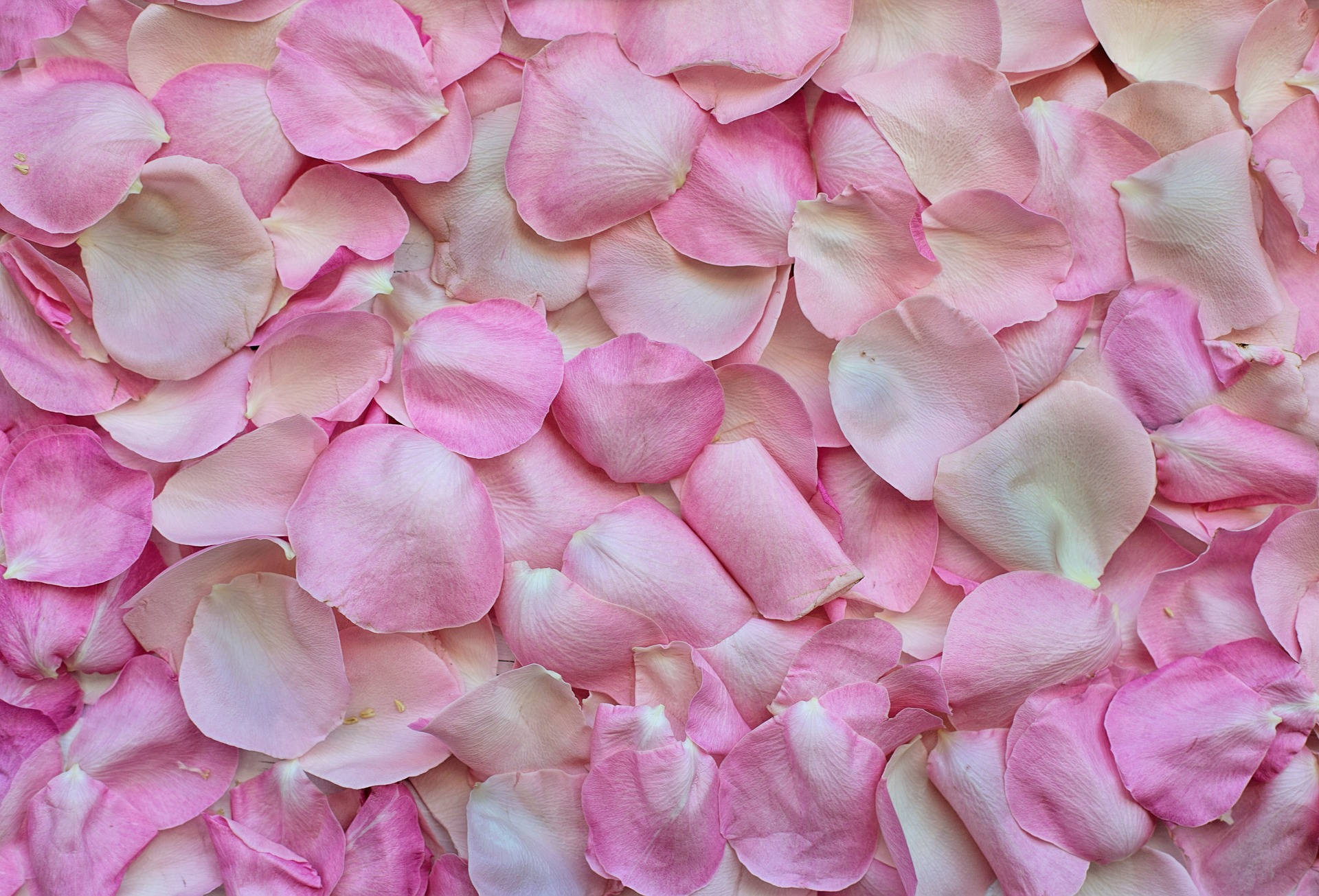 Scattered Pink Color Petals