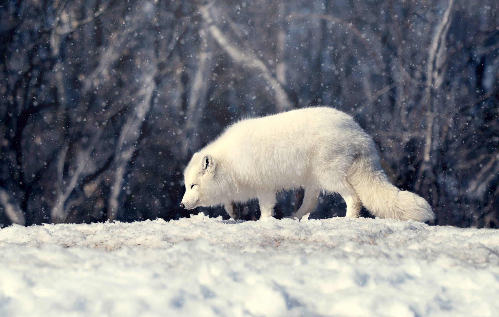 Scavenging Wild Arctic Fox Background