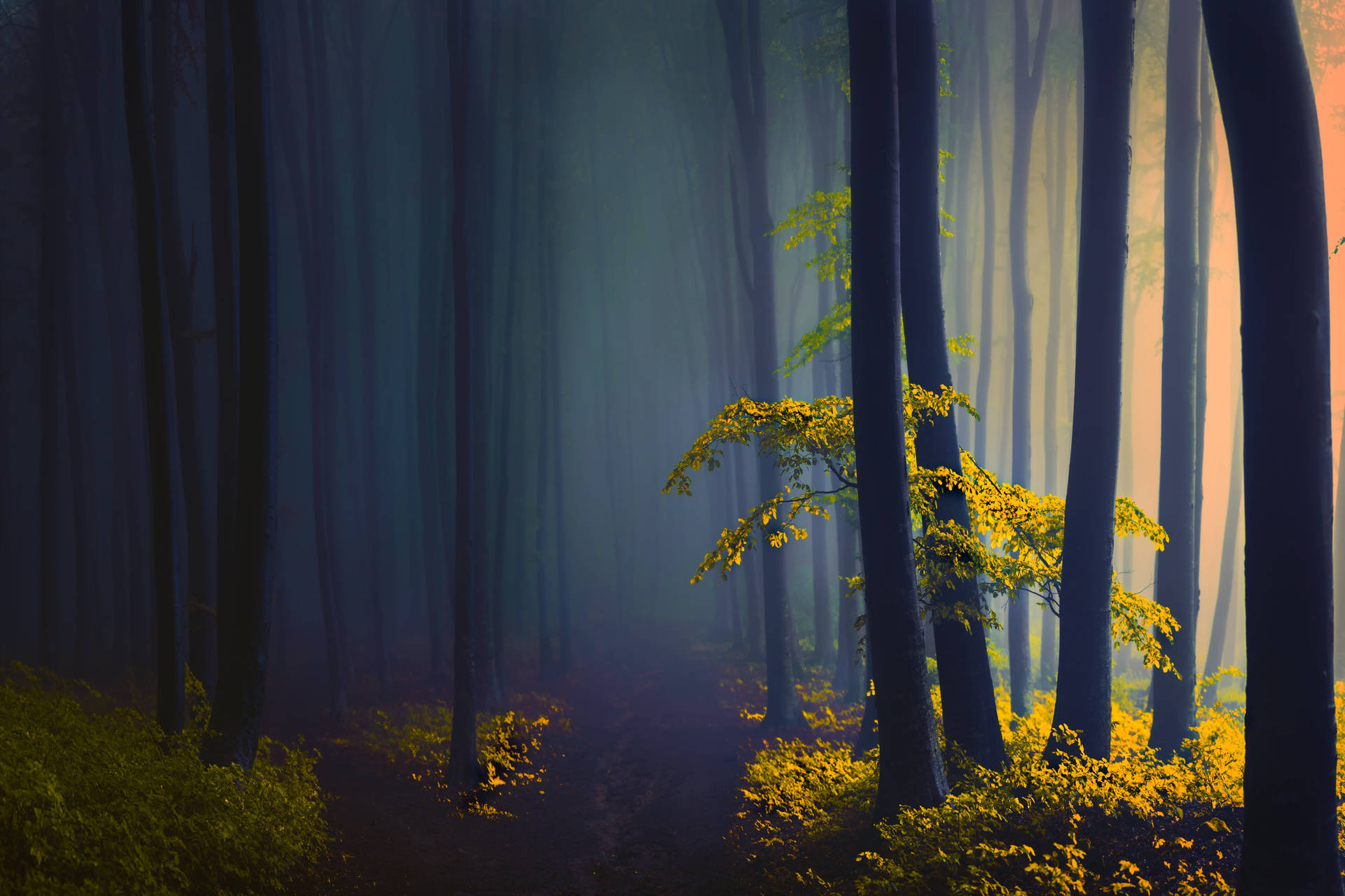 Scenic Dark And Foggy Forest Background