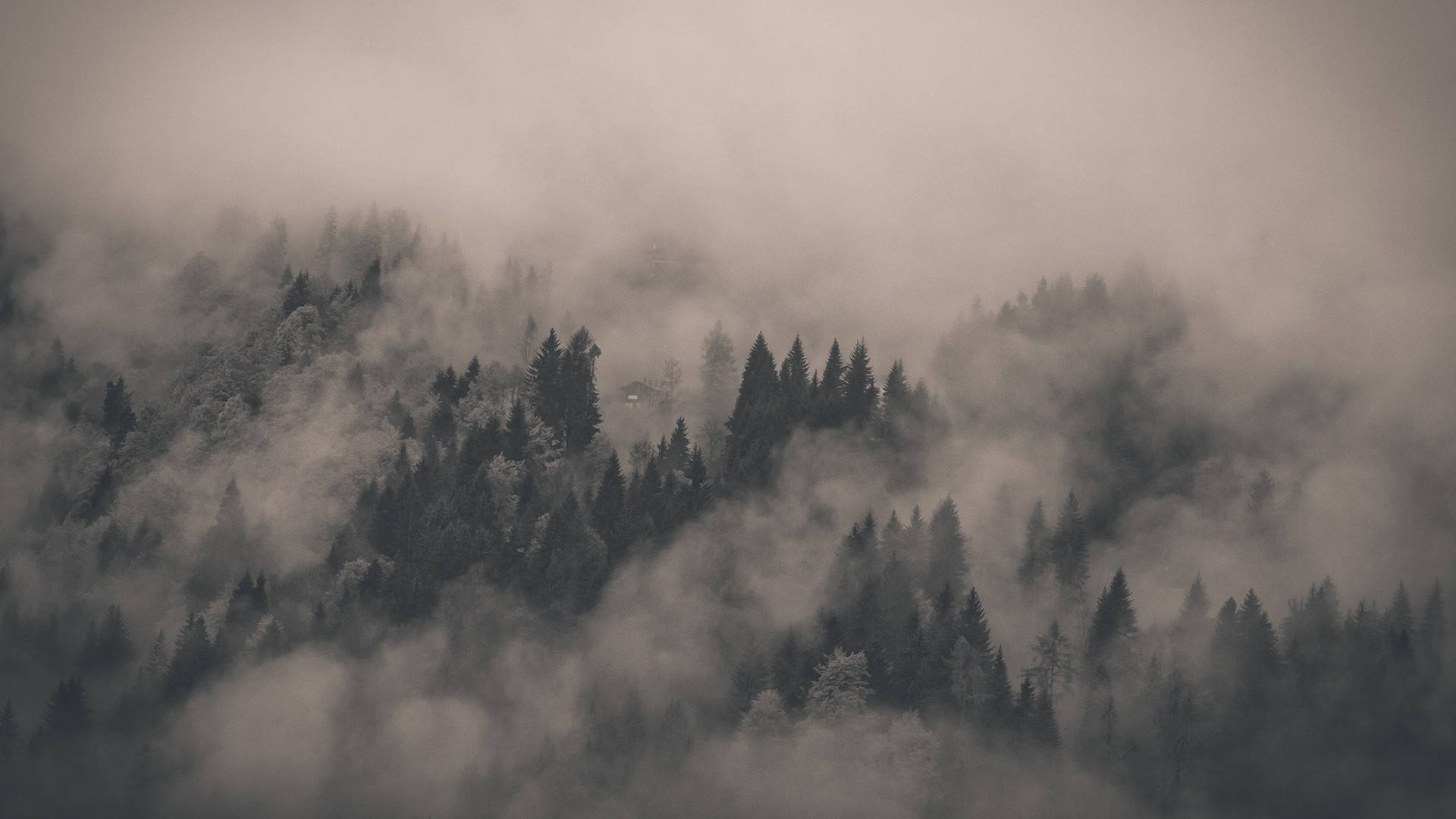 Scenic Foggy Forest Aerial Shot