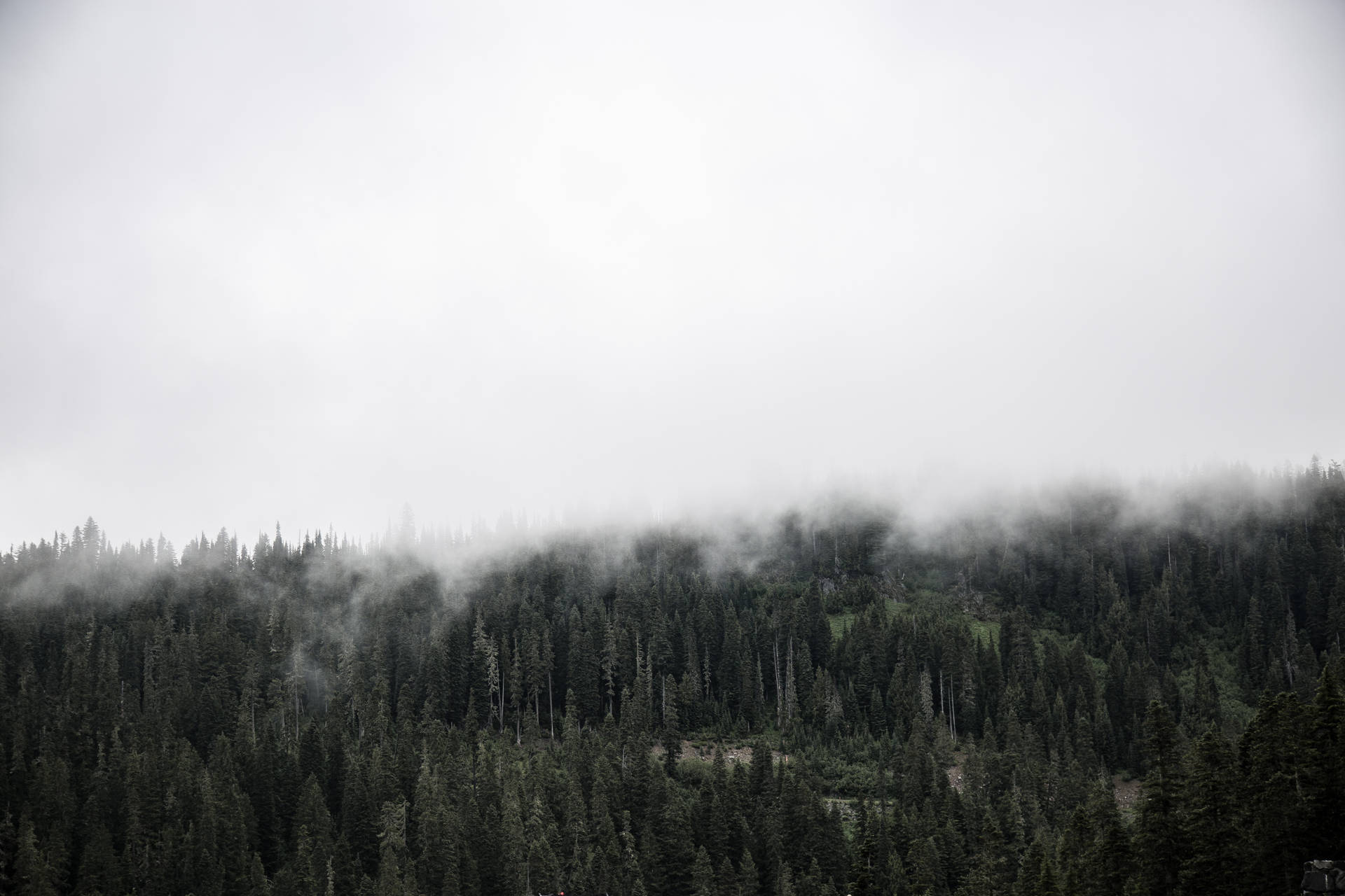 Scenic Foggy Forest Of Pine Trees