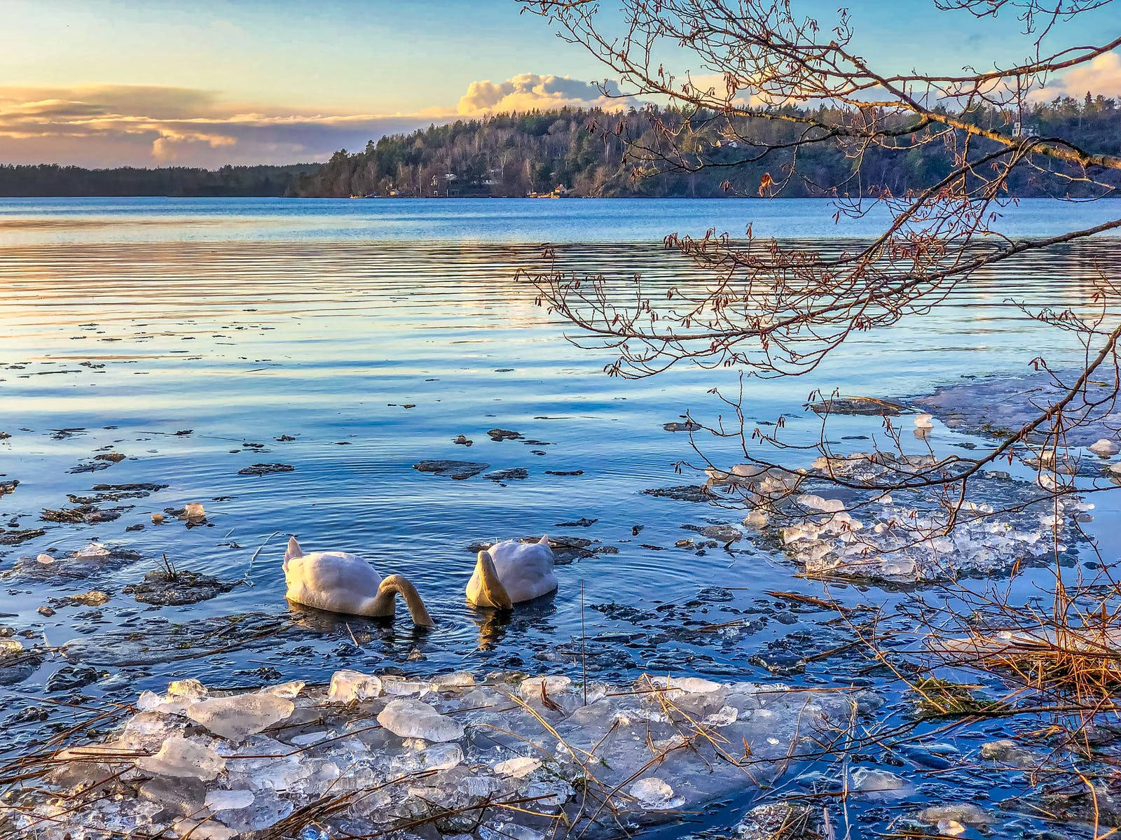 Scenic Landscape With Beautiful Birds Background