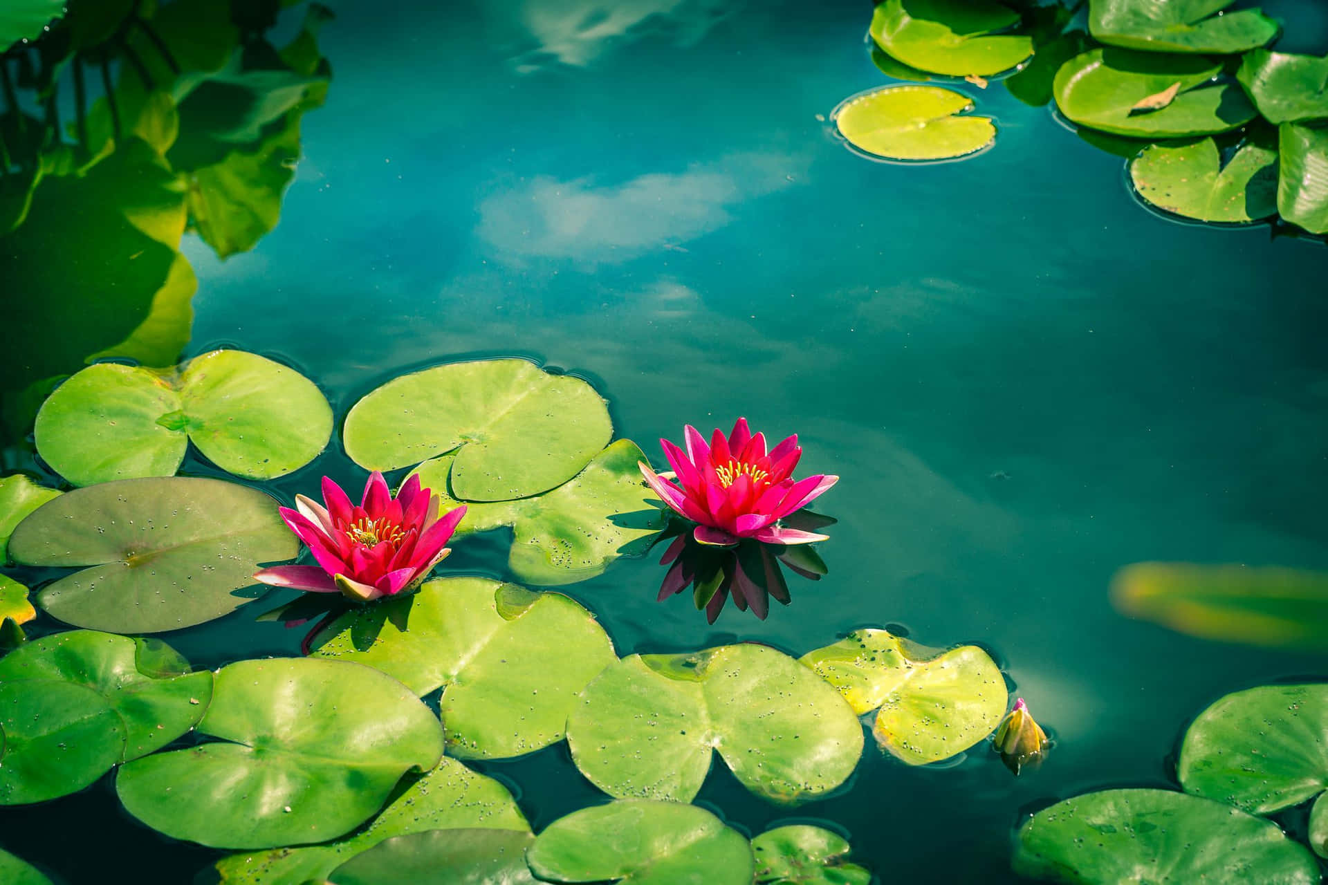 Scenic Lotus Flower And A Pond Background