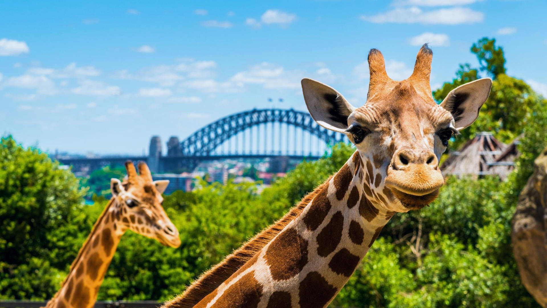 Scenic Photo Of Sydney's Taronga Zoo Background