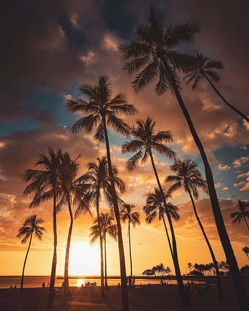 Scenic Sunset With Palm Tree