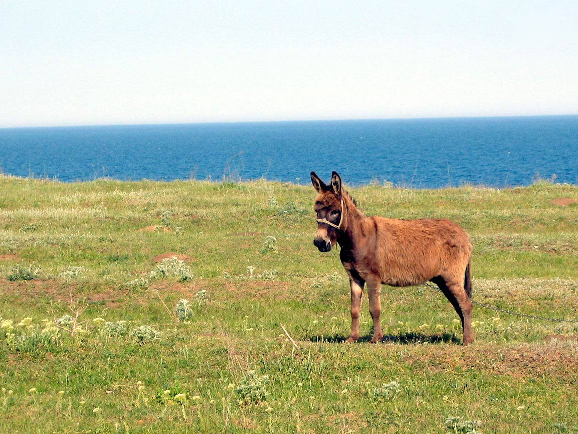 Scenic View And Brown Donkey