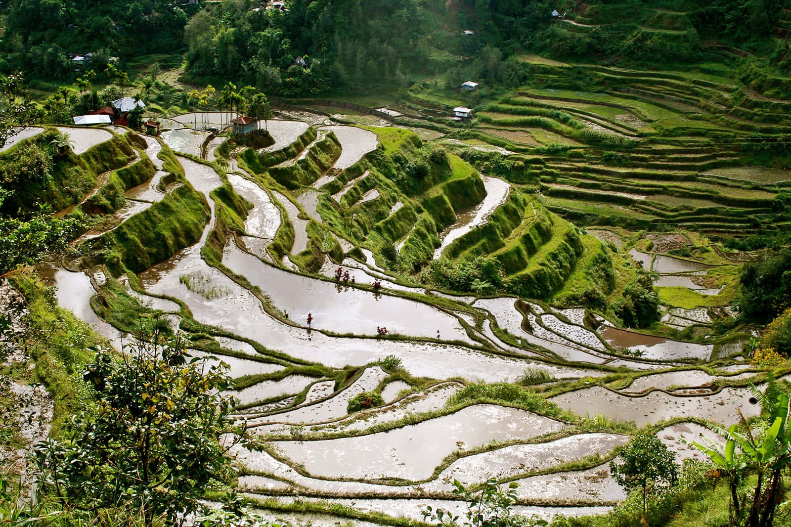 Scenic View Of Banaue Rice Terraces In The Philippines