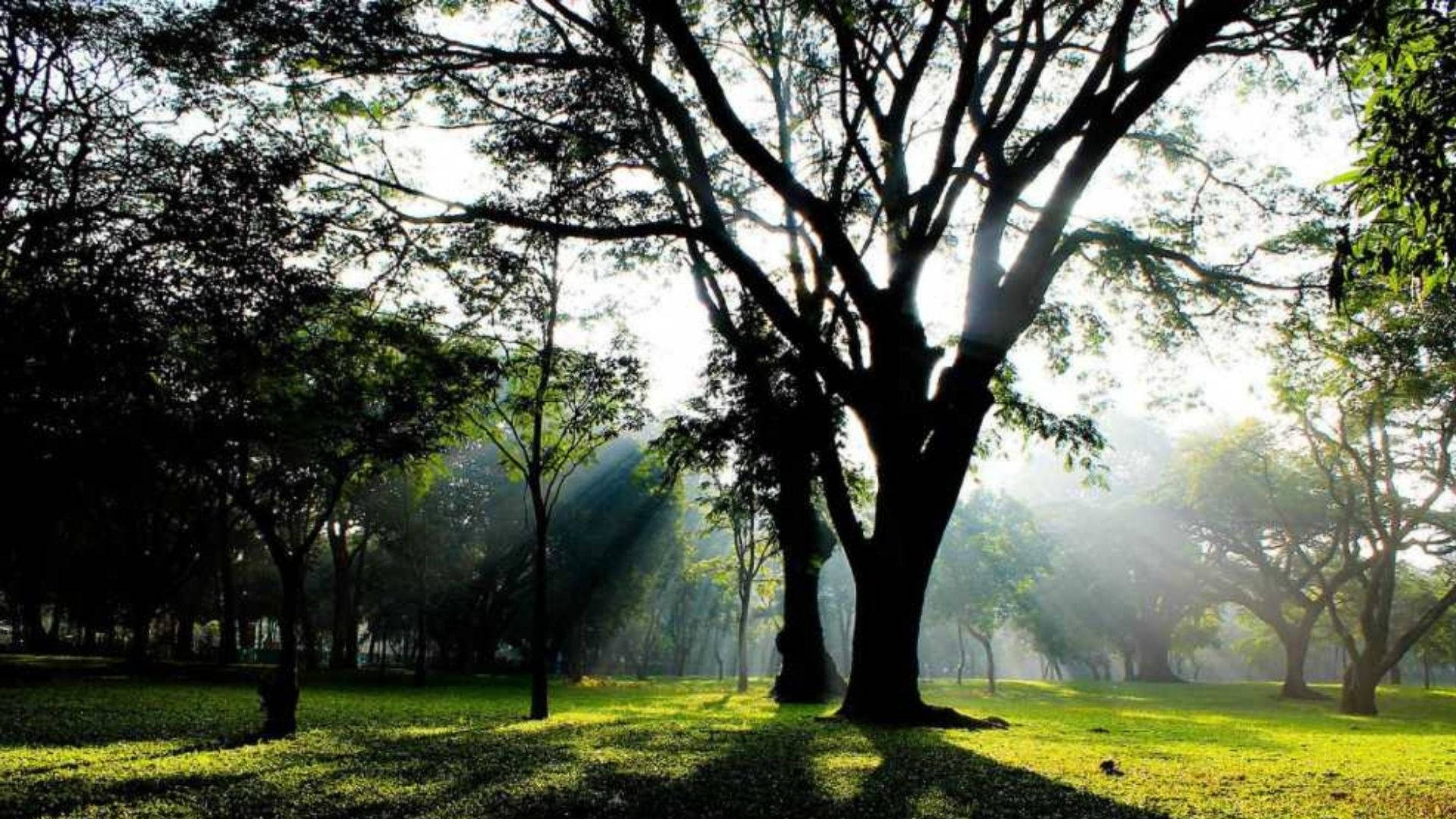 Scenic View Of Cubbon Park, Bangalore Background