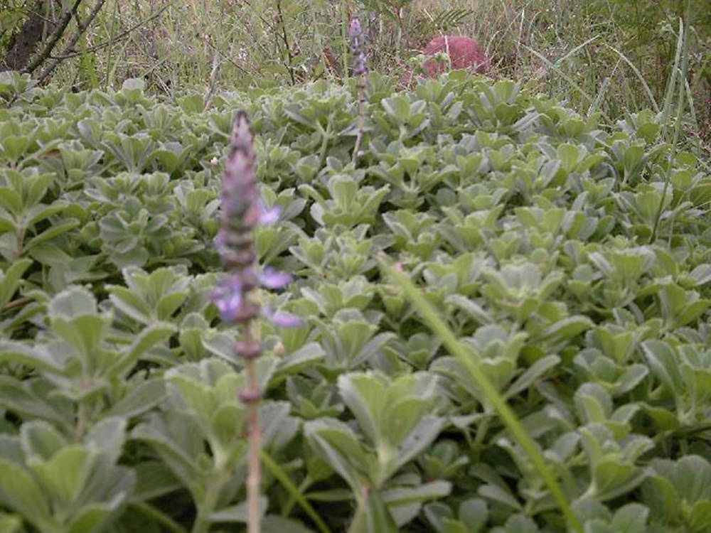 Scenic View Of Sage Plant Field Background