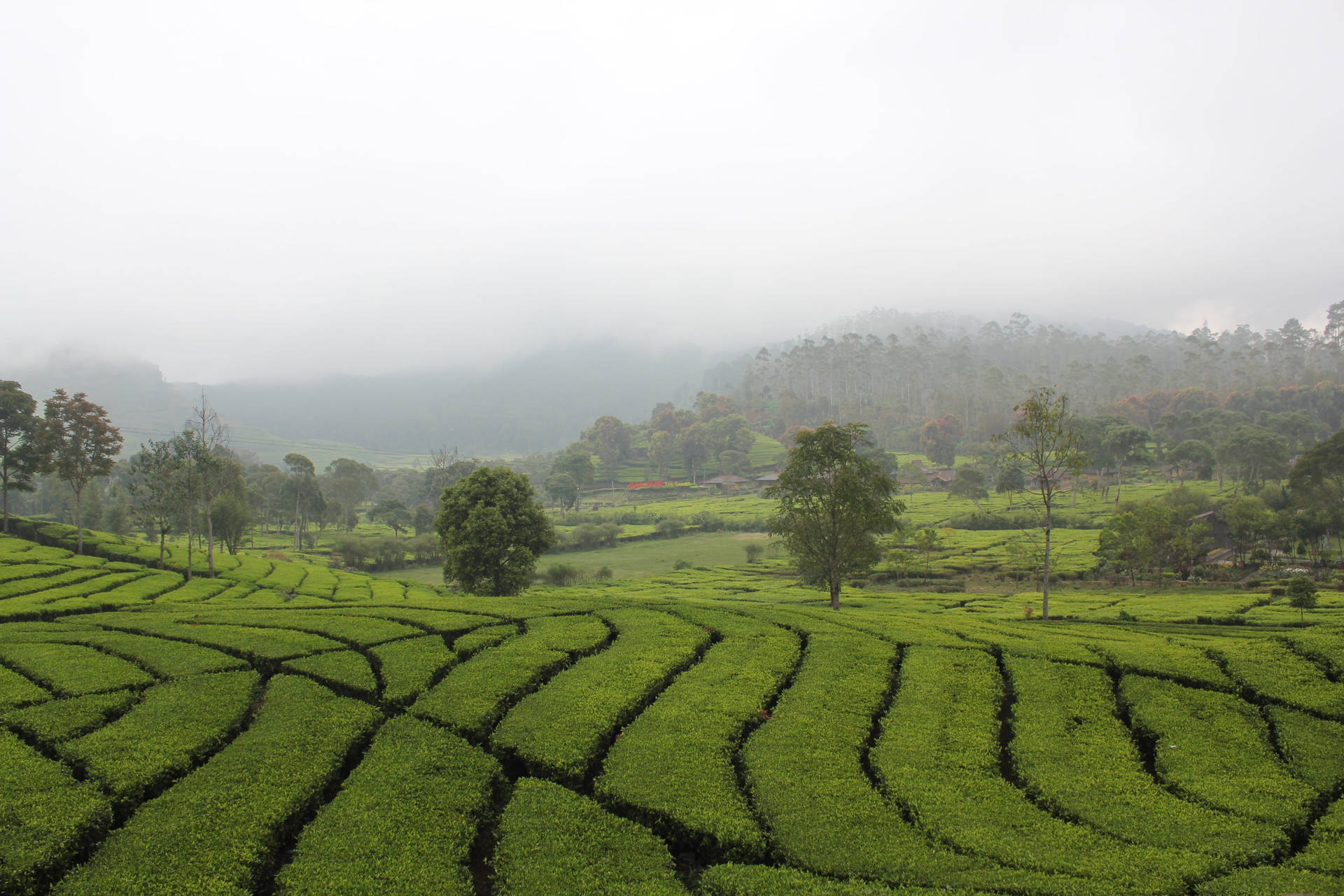Scenic View Of The Rancabali Tea Plantation In Bandung Background