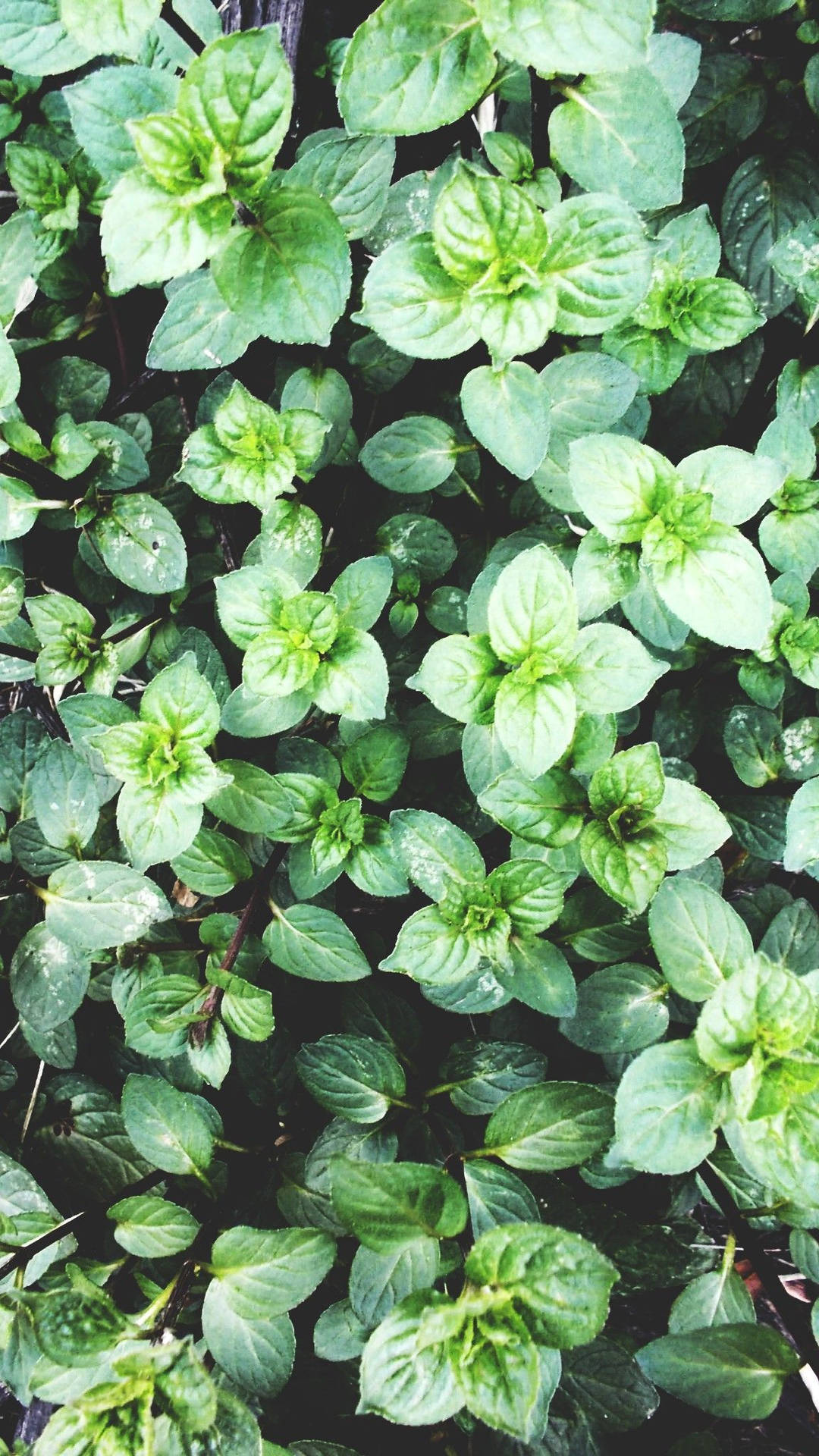 Scented Mint Plant