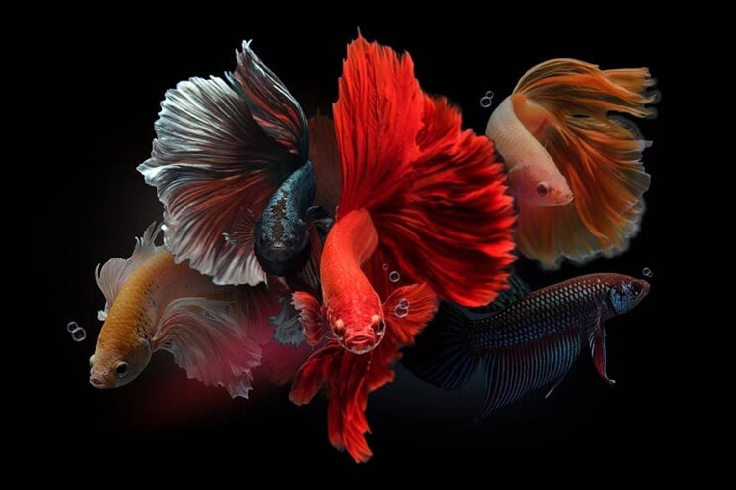 School Of Betta Fish Background