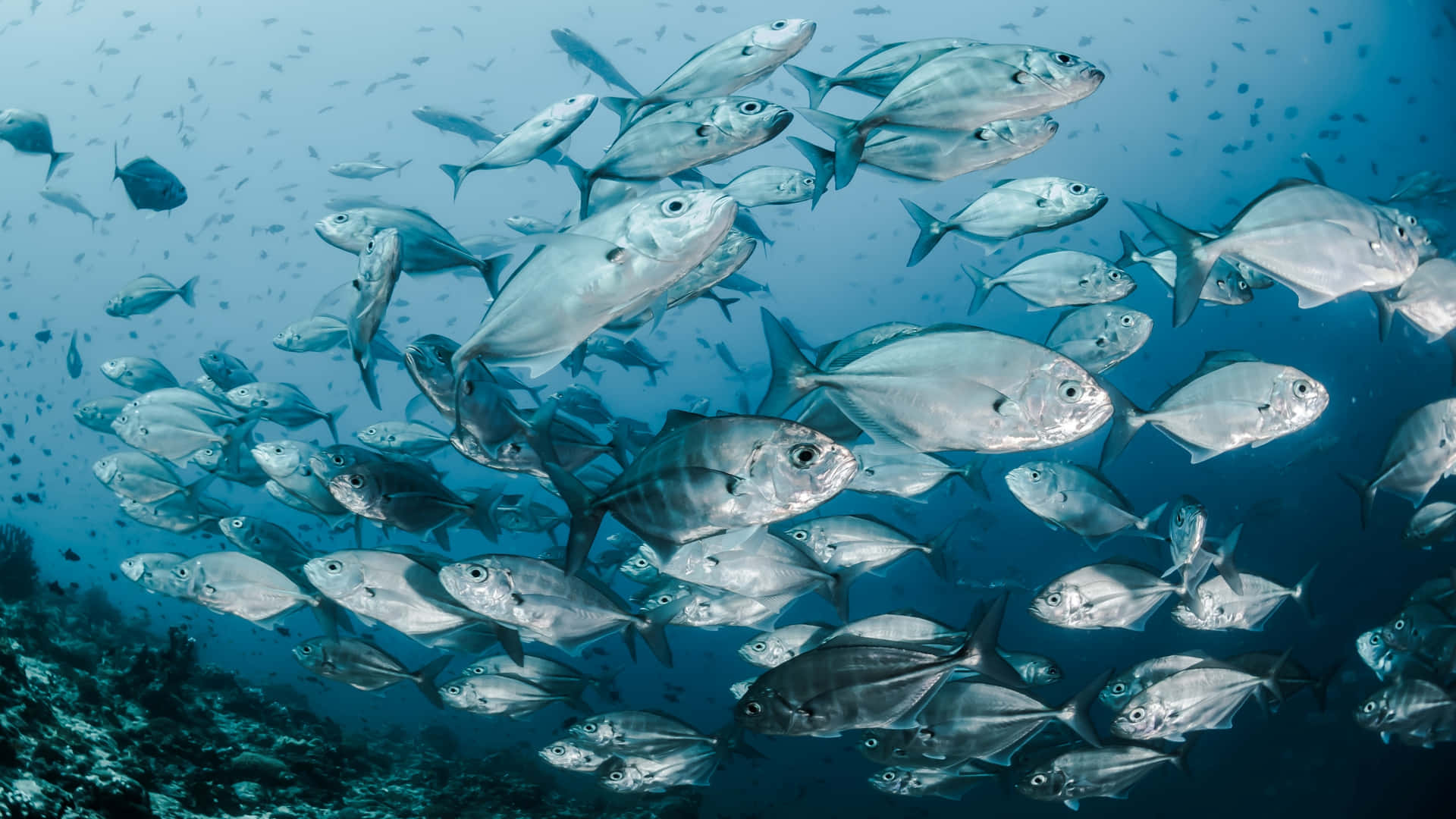 School Of Colorful Fish Swimming Beneath The Surface Of The Caribbean Sea