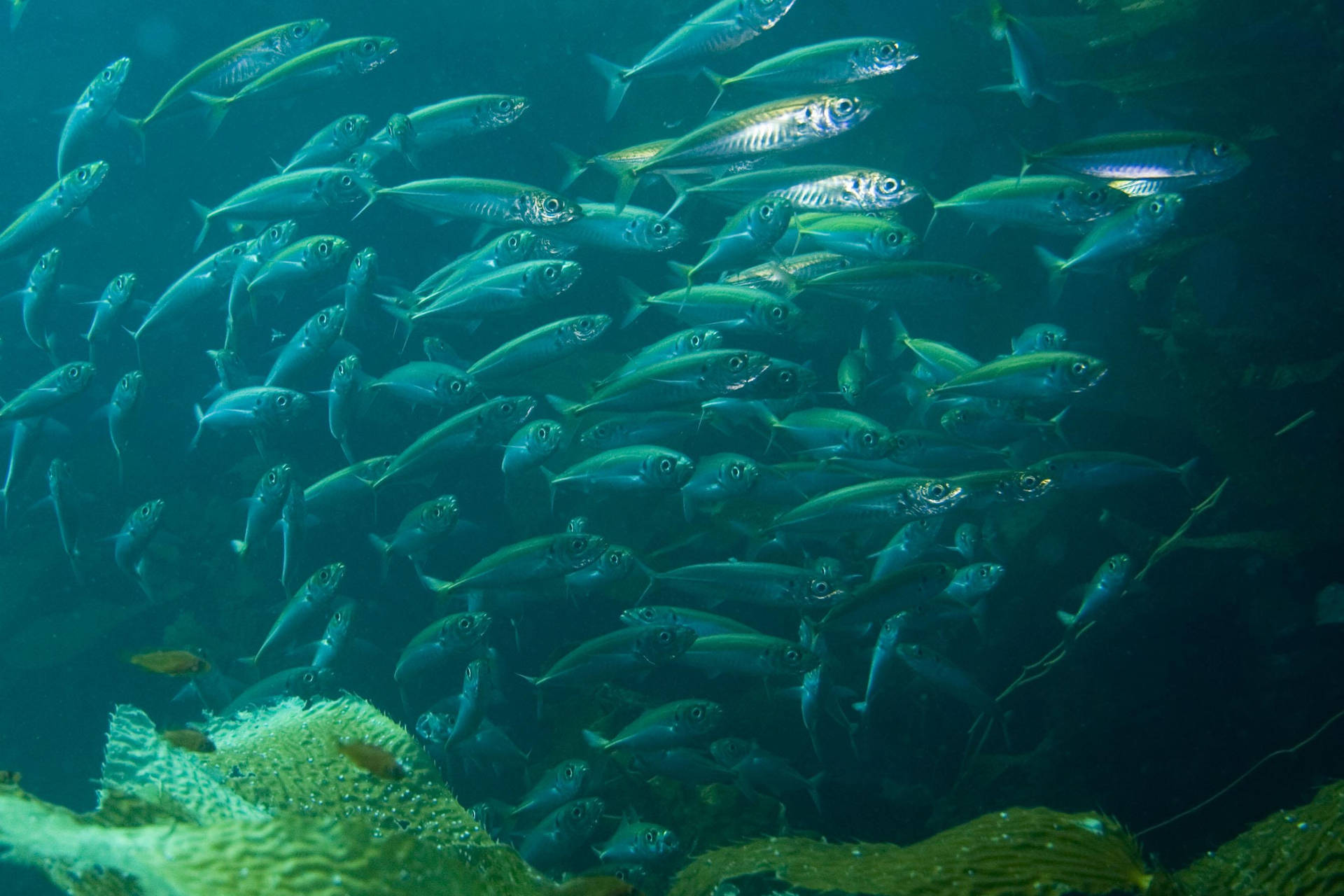 School Of Mackerel Fishes