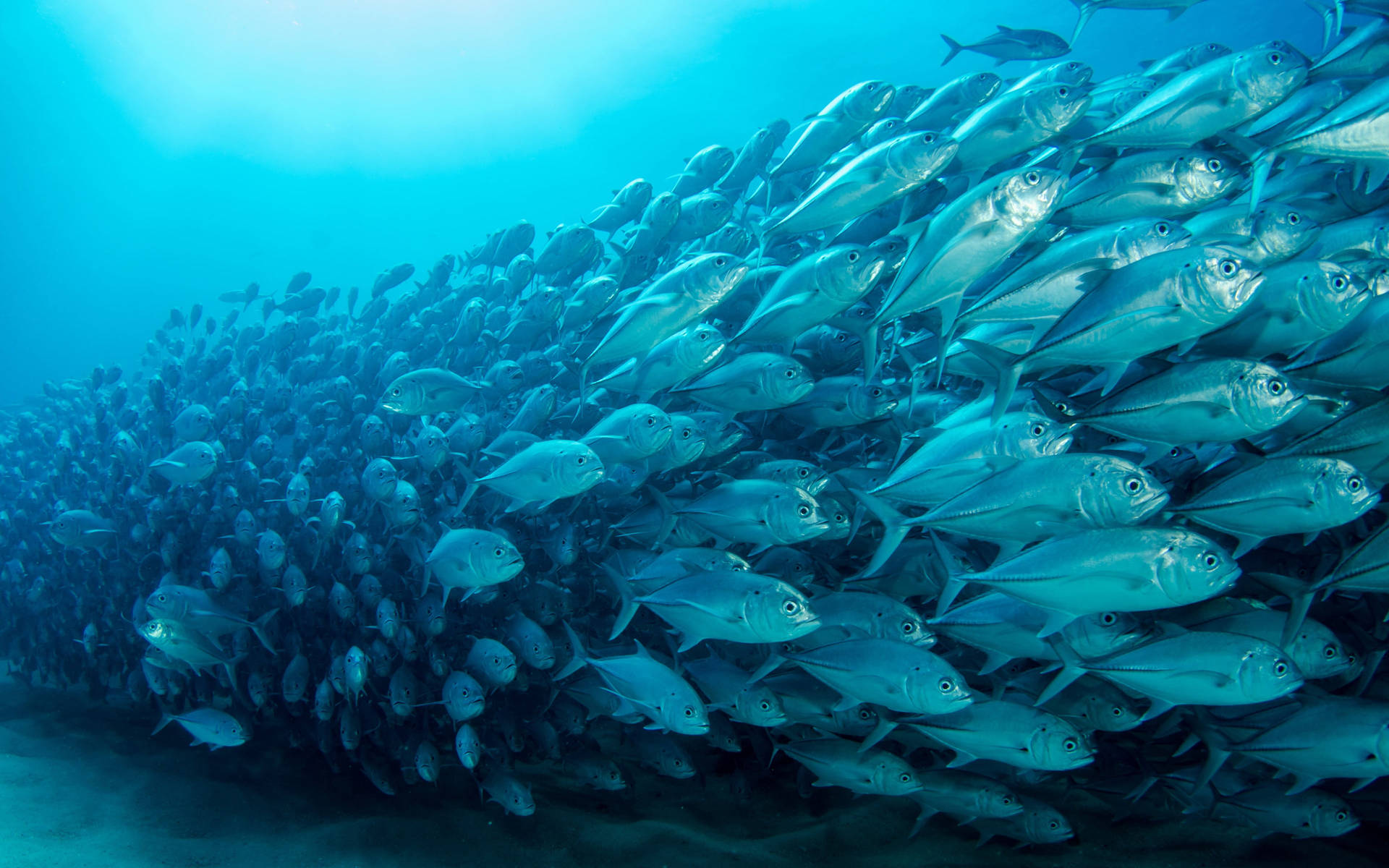 School Of Tuna Fishes Migration Background