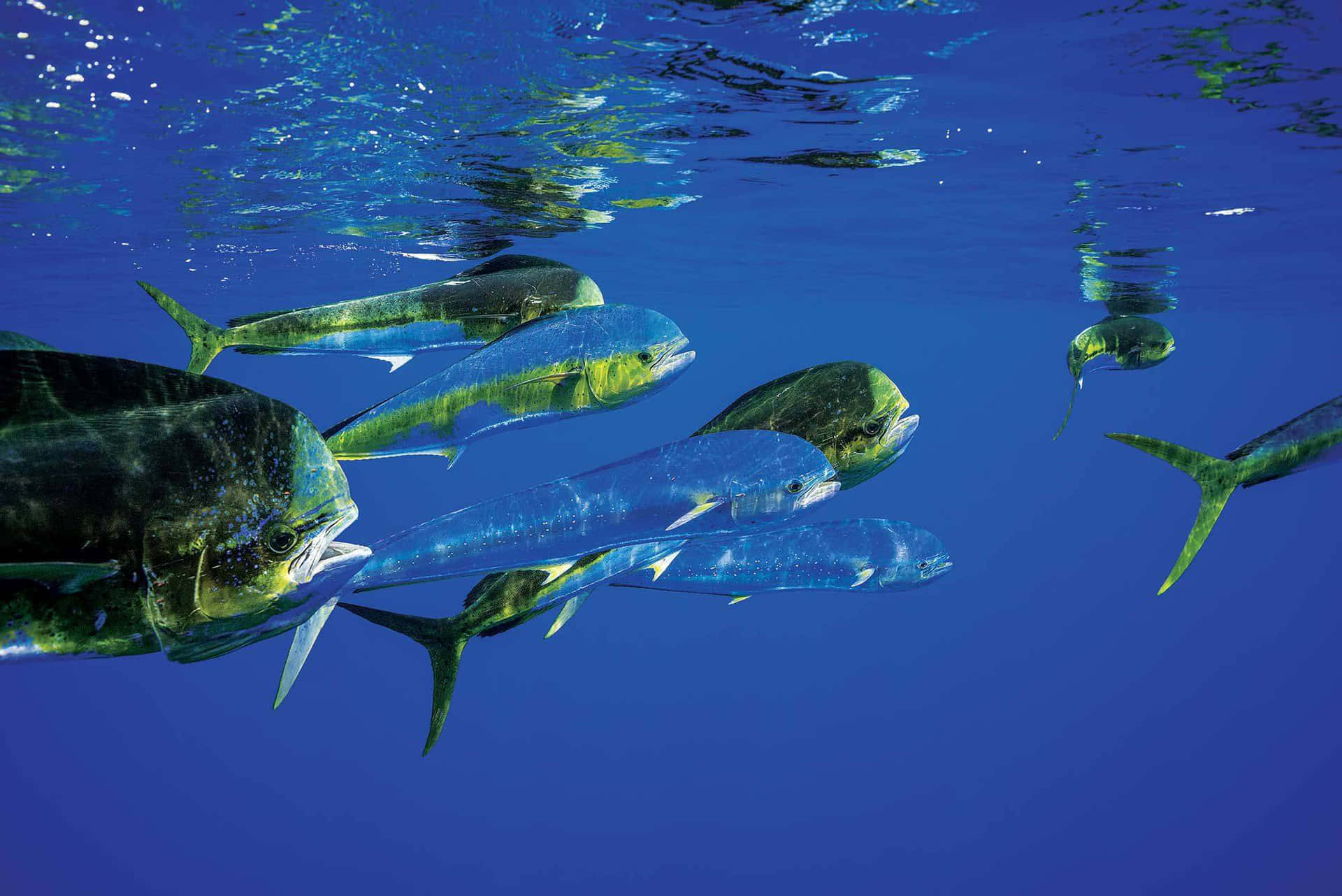 Schoolof Mahi Mahi Swimming