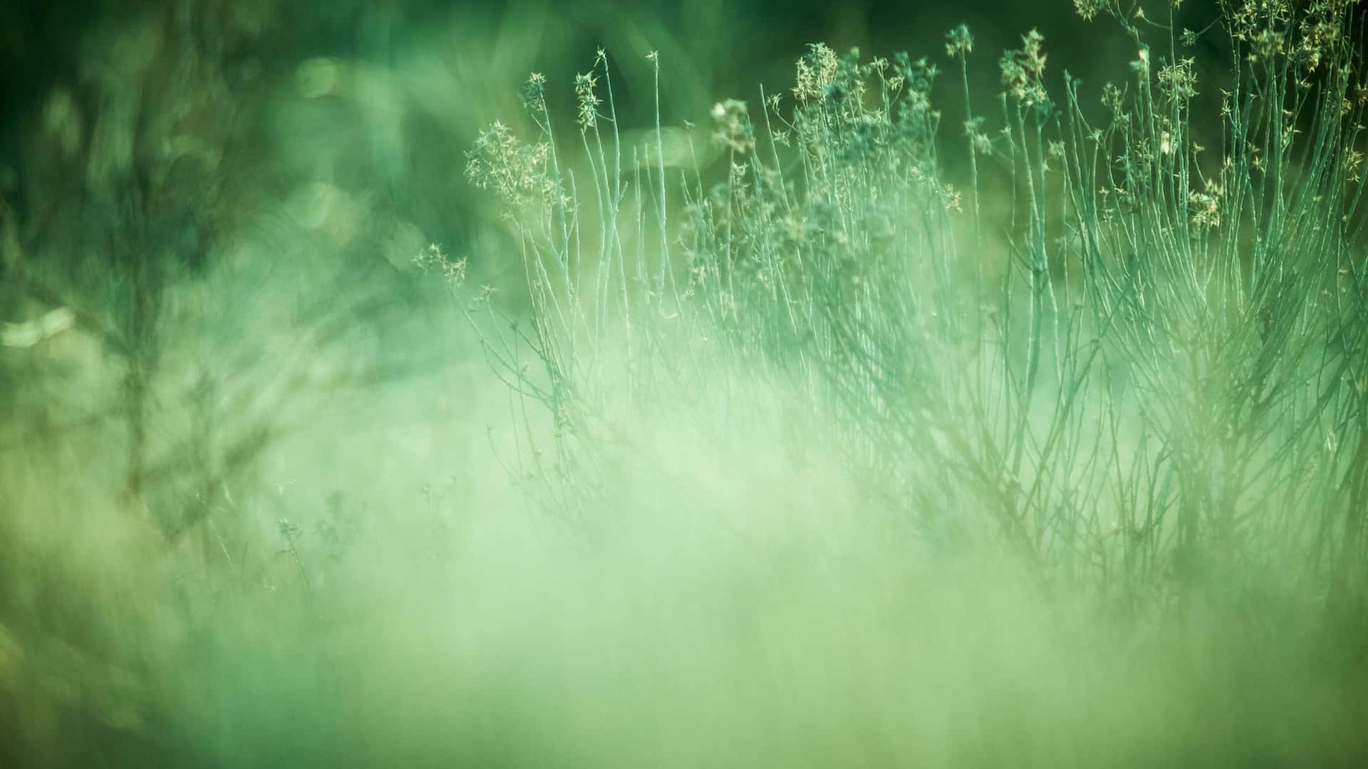 Scirpus Plant Sage Green Laptop Background