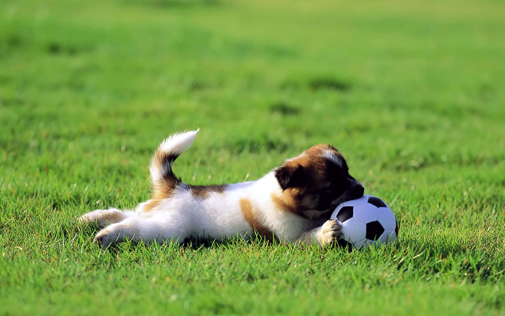 Score A Goal With Cute Soccer Background