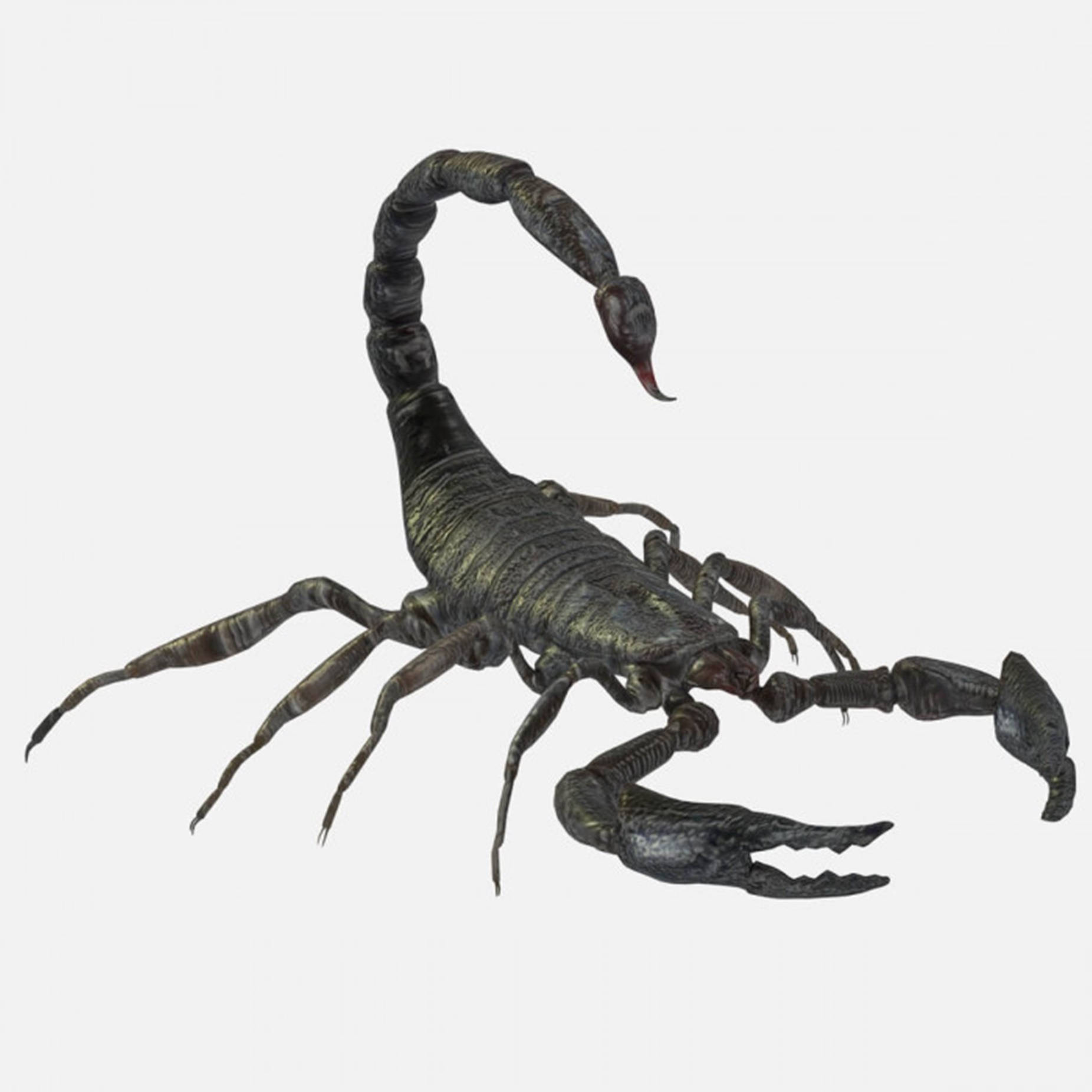 Scorpion 3d Render Plain White Background